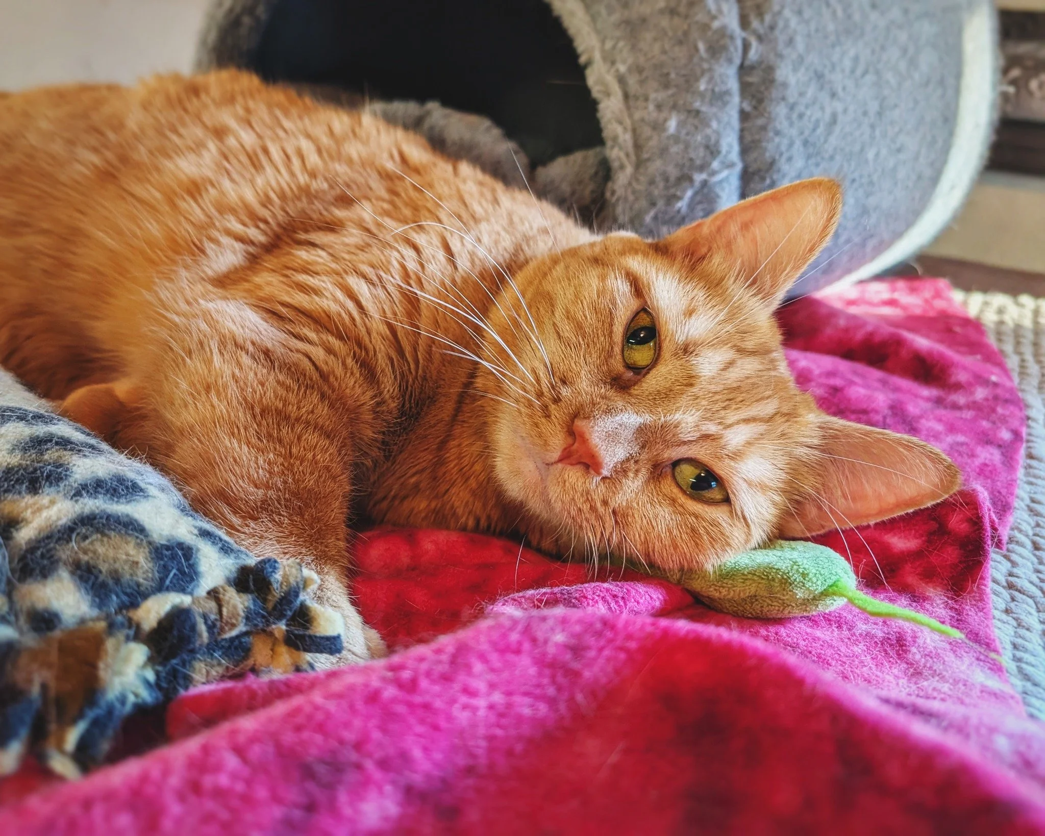 Chllin&rsquo; with her favorite toys 😍😸

#CaturdayVibes #MommaKelce #WorkingCat #HotelBravo #HotelBravoSanctuary #ForTheBrave