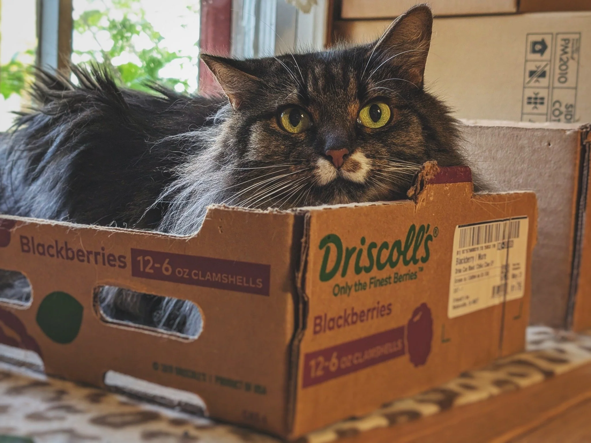 Showing off her fabulous fro and moo-stache on an absolutely gorgeous Caturday afternoon. ☀️😻

(Lucy&rsquo;s Caturday Soundtrack: 🎶Sailing by Christopher Cross🎶)

#MissLucy #CaturdayVibes #HotelBravo #HotelBravoSanctuary #ForTheBrave