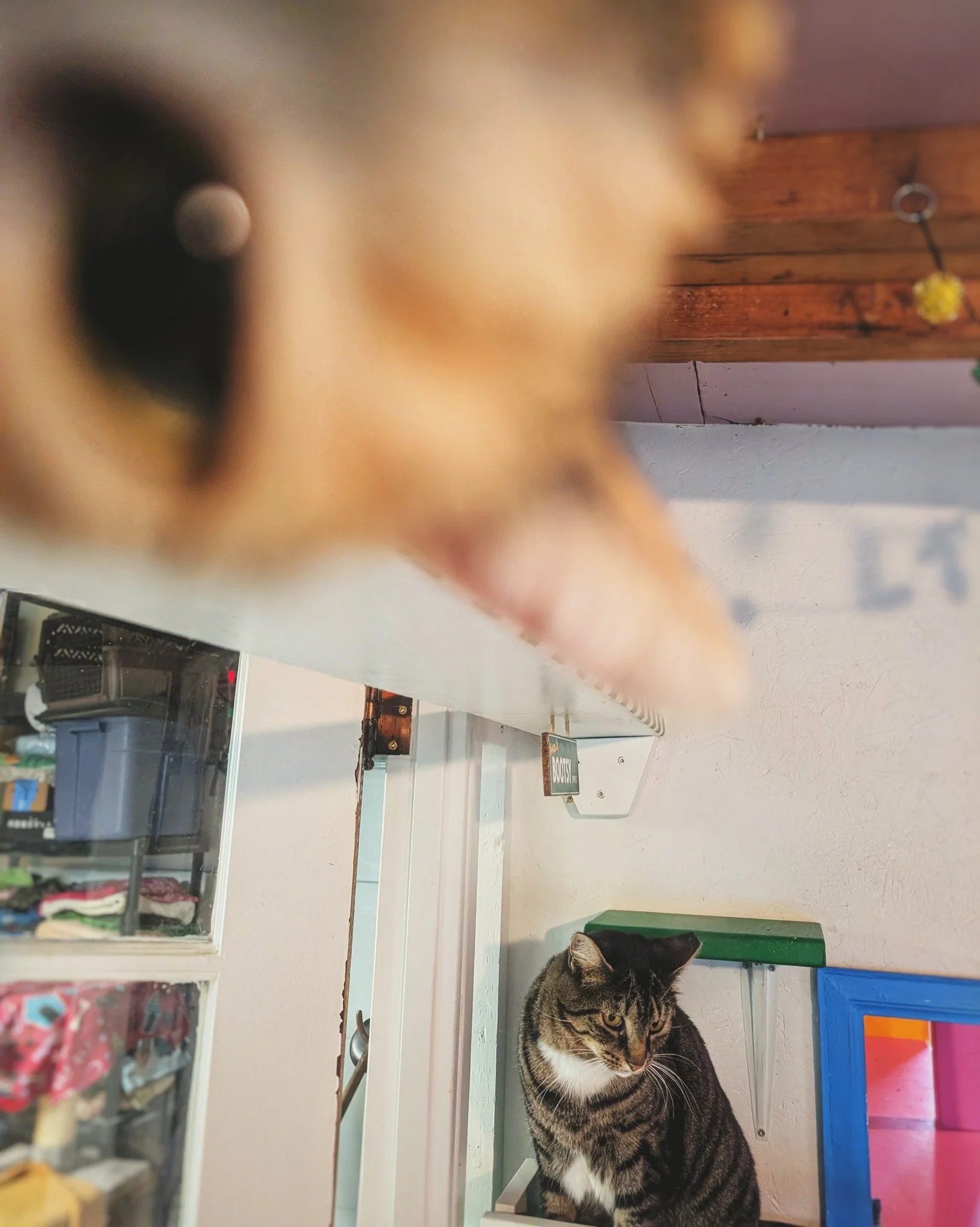 &hellip;when you&rsquo;re trying to take a candid shot of a brown tabby lady, but there&rsquo;s a calico (in this case, tabico) girl nearby! 🙃😹

#EmberArtemus #WorkingCat #HotelBravo #HotelBravoSanctuary #ForTheBrave