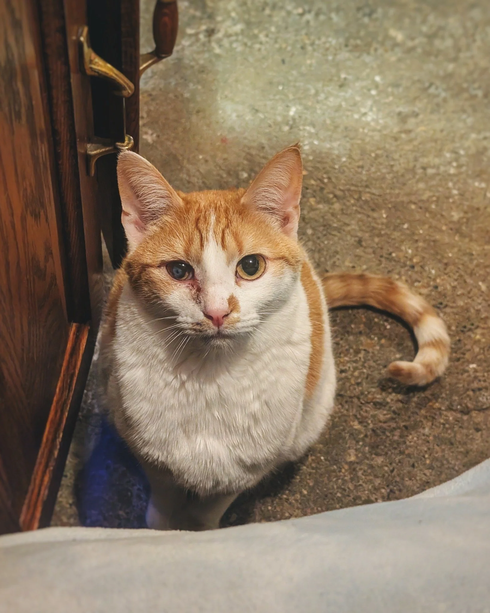 While Kernel may be a shy fella, he has the bestest way of saying that it&rsquo;s time for a snack. He quietly appears beside us like a ninja, assumes the most proper &lsquo;good boy&rsquo; pose, and then patiently waits for us to notice him. And whe