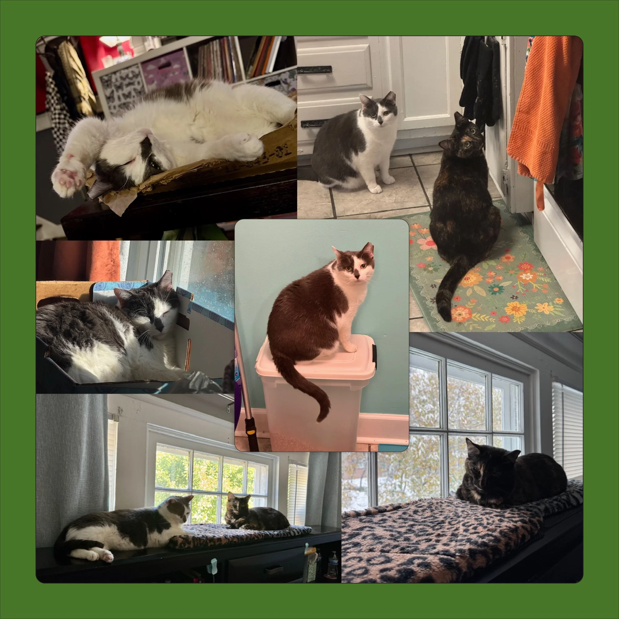 We were fortunate enough to receive an update on our pals Butch and Sundance, so we thought we&rsquo;d share with all of you. As you can see, they&rsquo;re together, living the dream with an amazing family who adores them. Their journey to find their