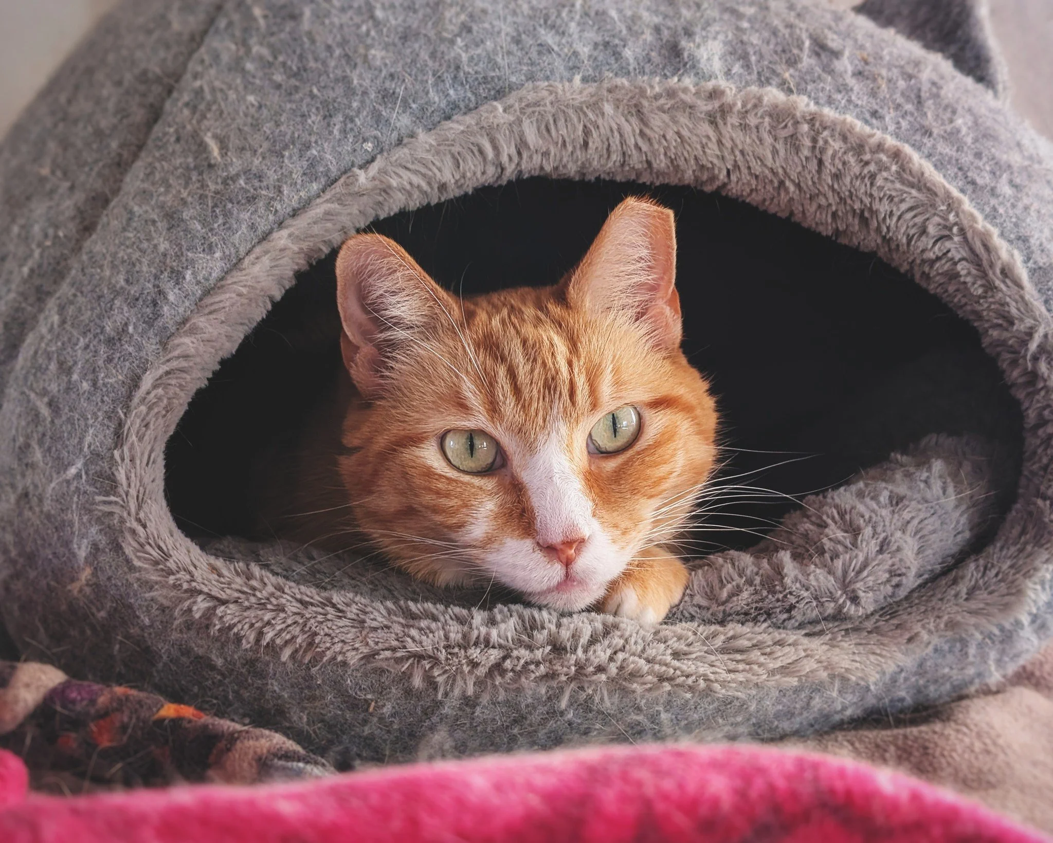 Princess Pufferfish, keeping it cozy on a cold Caturday afternoon&hellip; 
🌬️🔥😺

#CaturdayVibes #PrincessPufferfish #WorkingCat #RetiredCommunityCat #HotelBravo #HotelBravoSanctuary #ForTheBrave #TeamCat