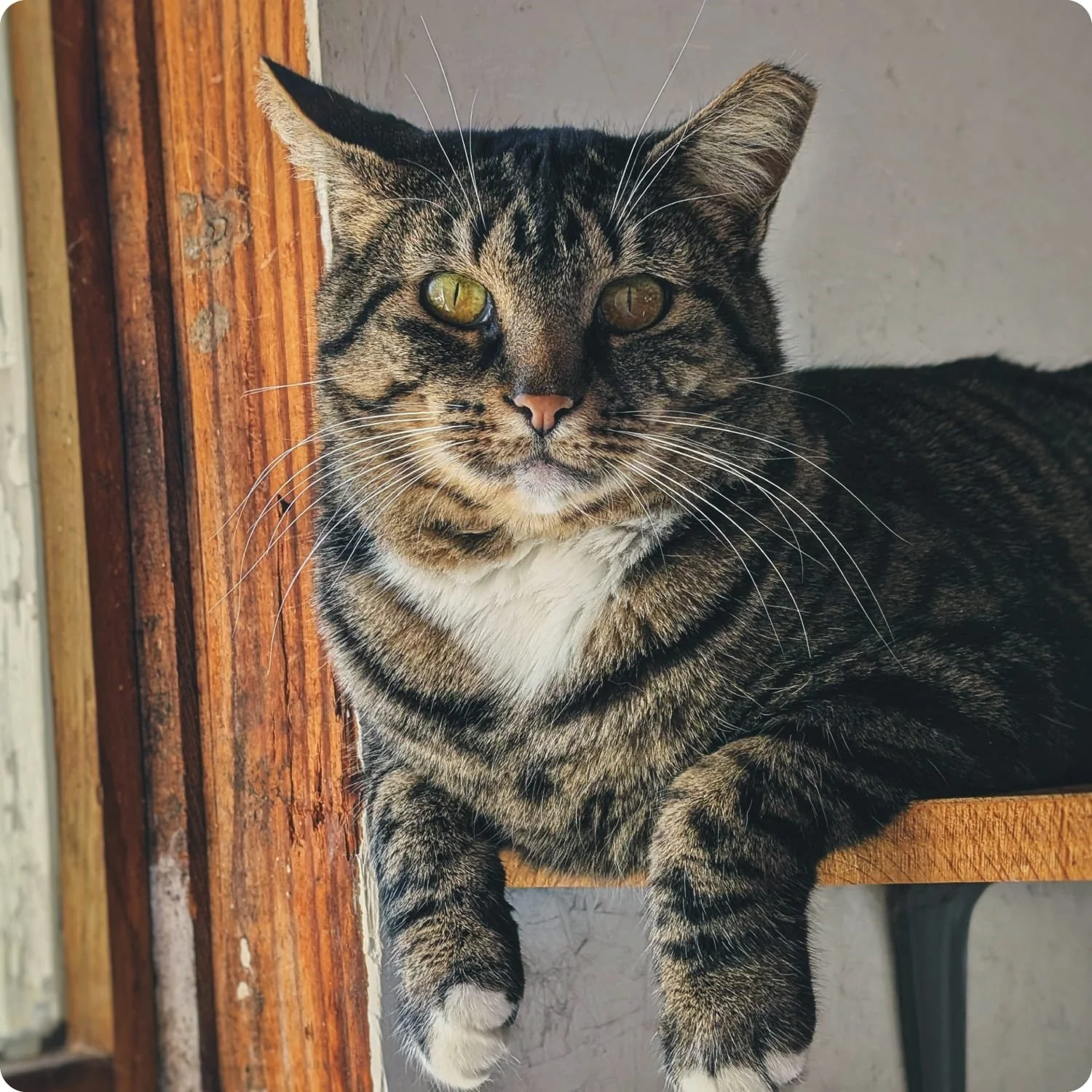 Rosalita