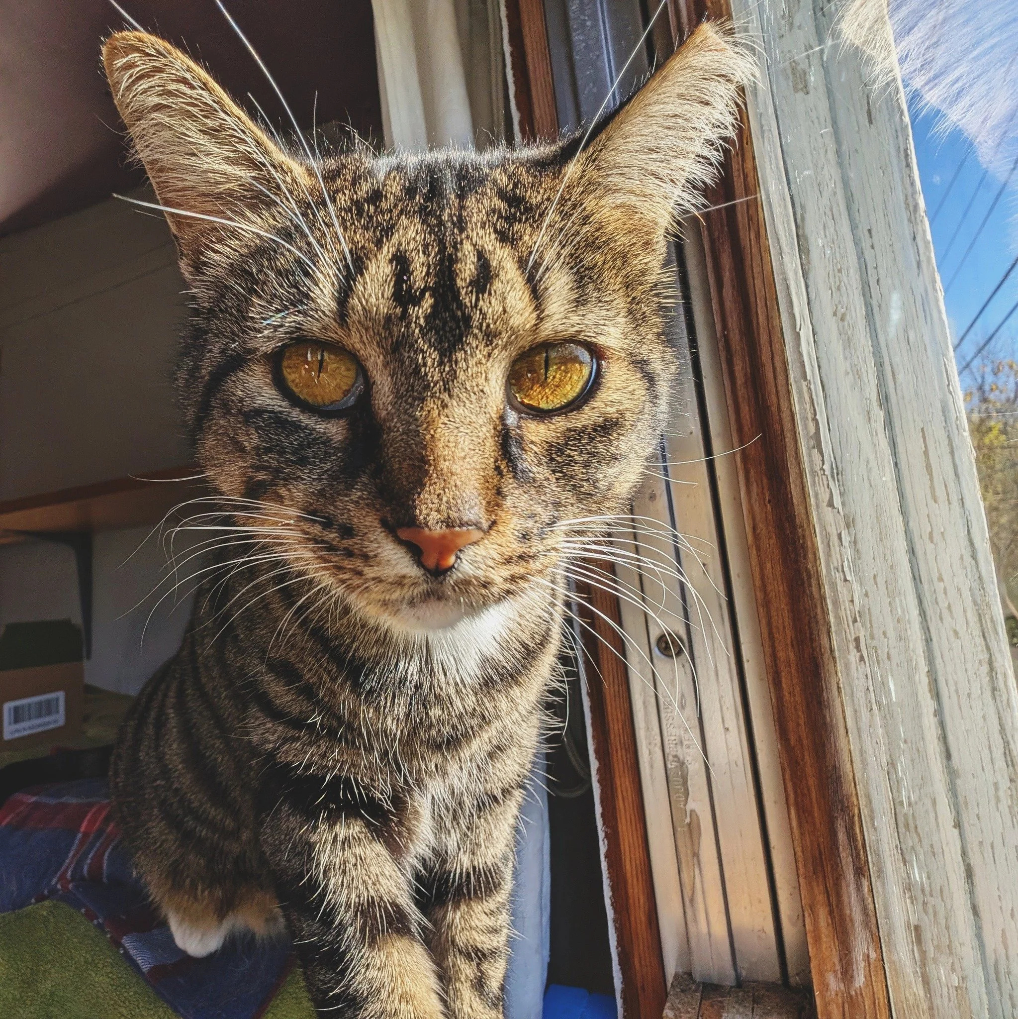 Bird watching in progress&hellip; 🐦😻

#Rosalita #HotelBravo #HotelBravoSanctuary #ForTheBrave #TeamCat #FamilyIsFurever #AdoptDontShop
