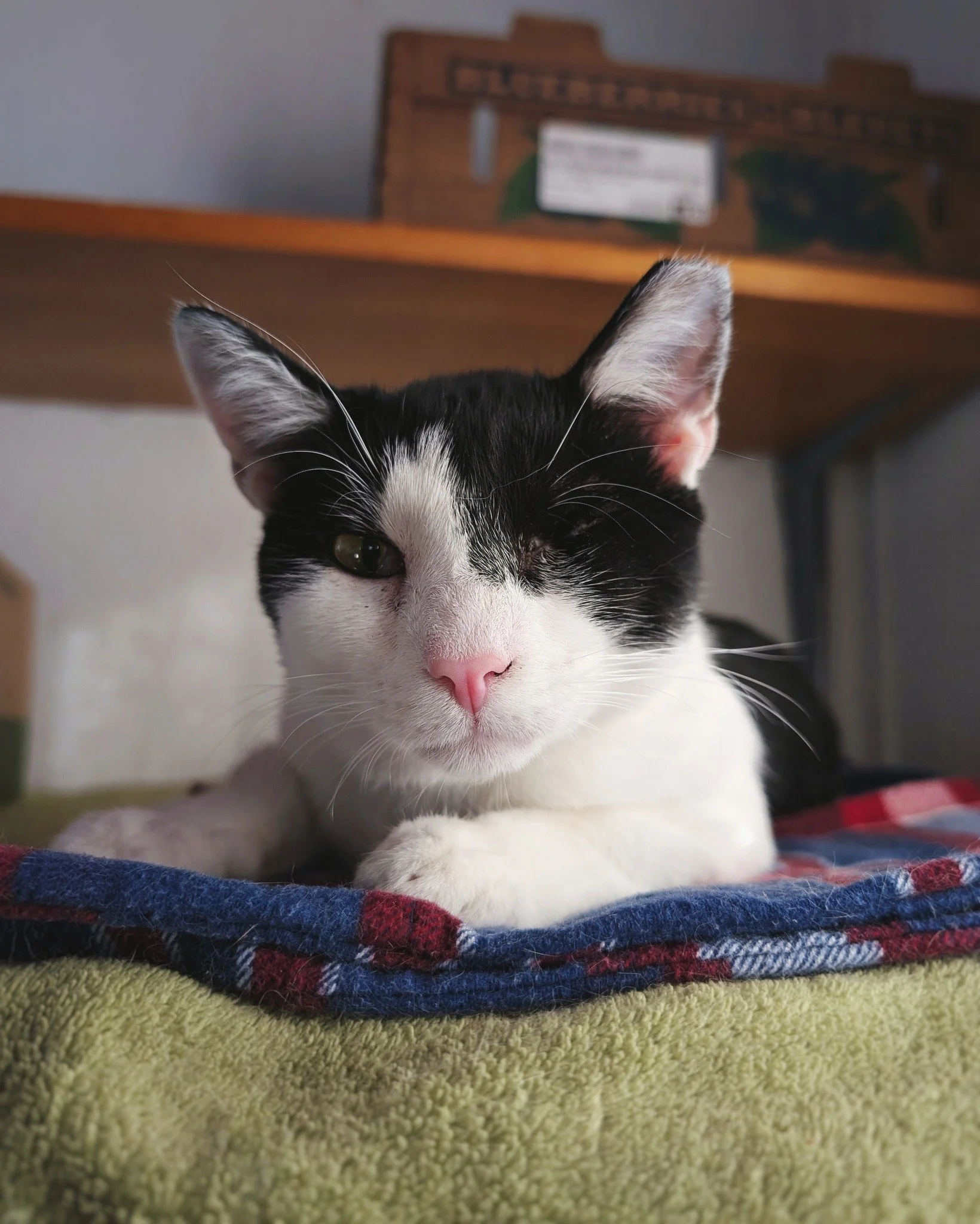 Caturday Spotlight 😺

Eddie has grown up a lot since arriving at Hotel Bravo. He went from being a young loner doing his own thing, to being a best pal to our Mr. Kernel. Eddie&rsquo;s always looking out for his buddy. He&rsquo;s Kernel&rsquo;s play