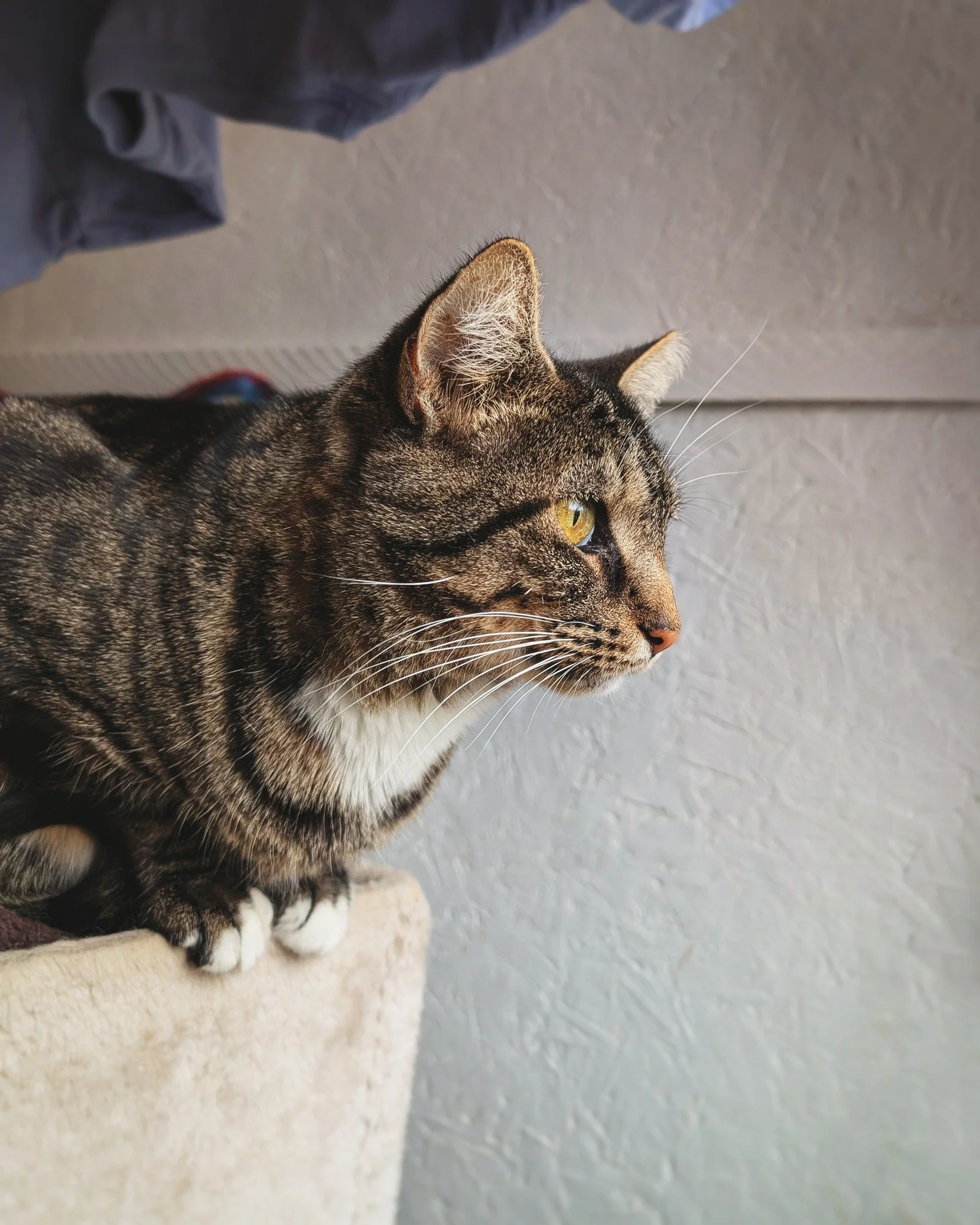 Today, Rosalita is intently watching the snow come down from her cozy window spot. She&rsquo;s probably thinking about how wonderful it is to be indoors on a day like this. Until just a few days ago, she was staying in the bushes behind her former ho
