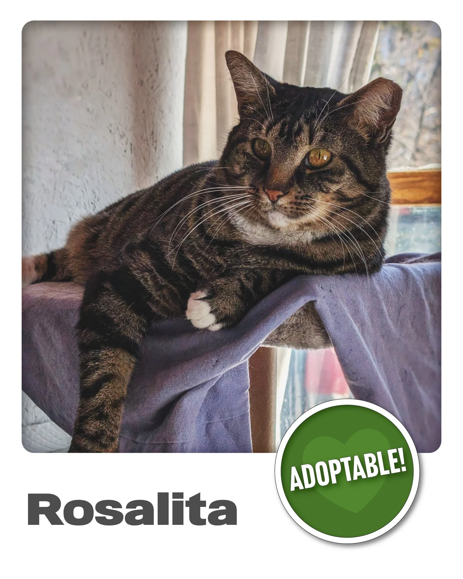 Ready for Her New Life! 🏠😻

Rosalita is the most mellow, well-adjusted brown tabby lady ever. She&rsquo;s super sweet, gentle, and has been a joy to have with us here at Hotel Bravo. Even our other feline residents agree! Rosalita has a very non-th
