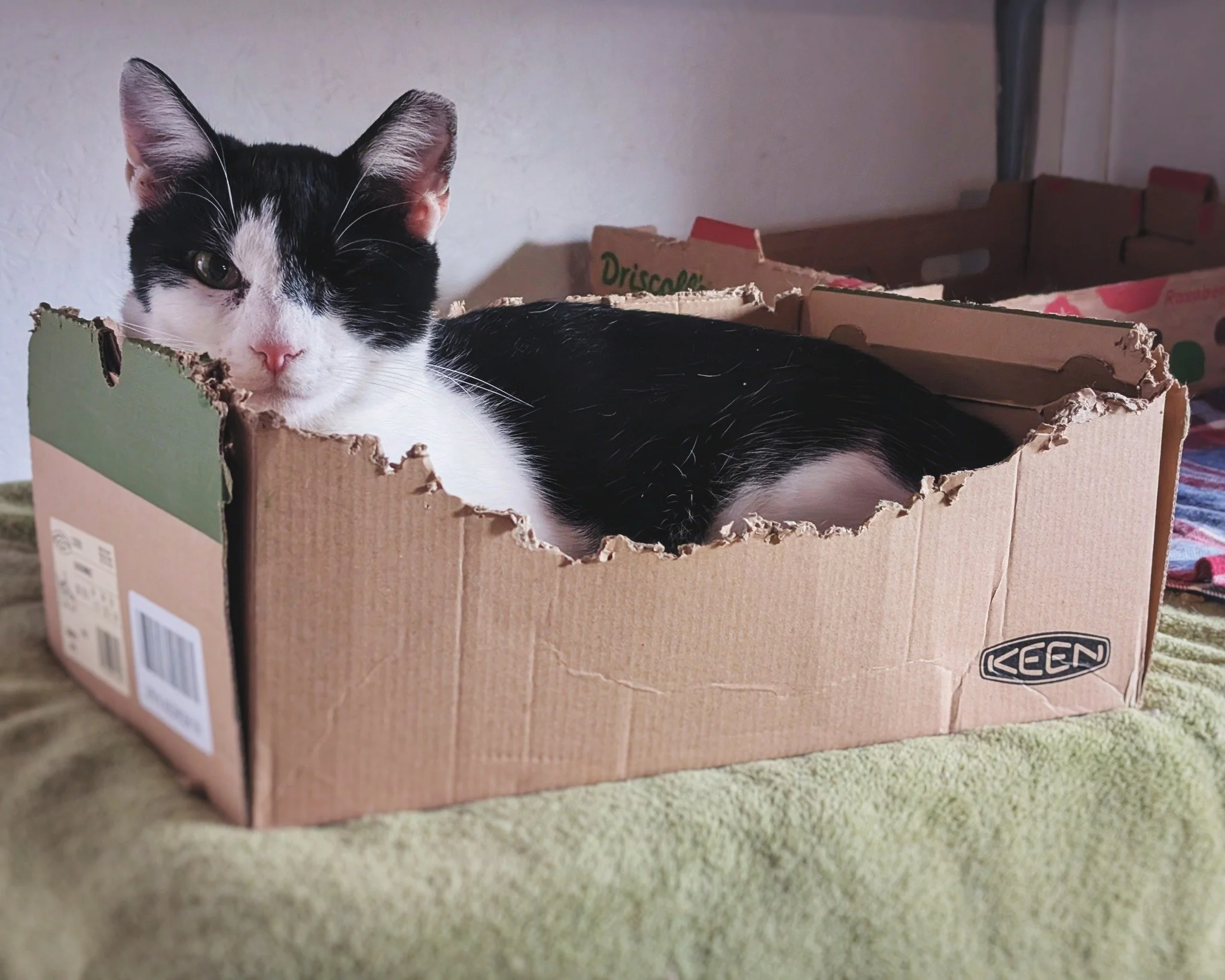 This is his favorite spot for conducting his daily, meditative box-munching therapy session which is typically followed up by a well deserved power nap. 📦😸

#FastEddie #WorkingCat #RetiredCommunityCat #HotelBravo #HotelBravoSanctuary #ForTheBrave #
