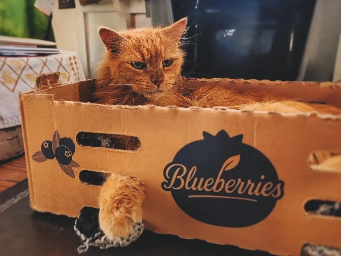 On behalf of all of us here at Hotel Bravo, the Chief of Squeaks would like to wish you all a Happy Winter Solstice! ❄️😻

#WinterSolstice #MrGrant #TheNightWatchman #WorkingCat #HotelBravo #HotelBravoSanctuary #ForTheBrave #TeamCat