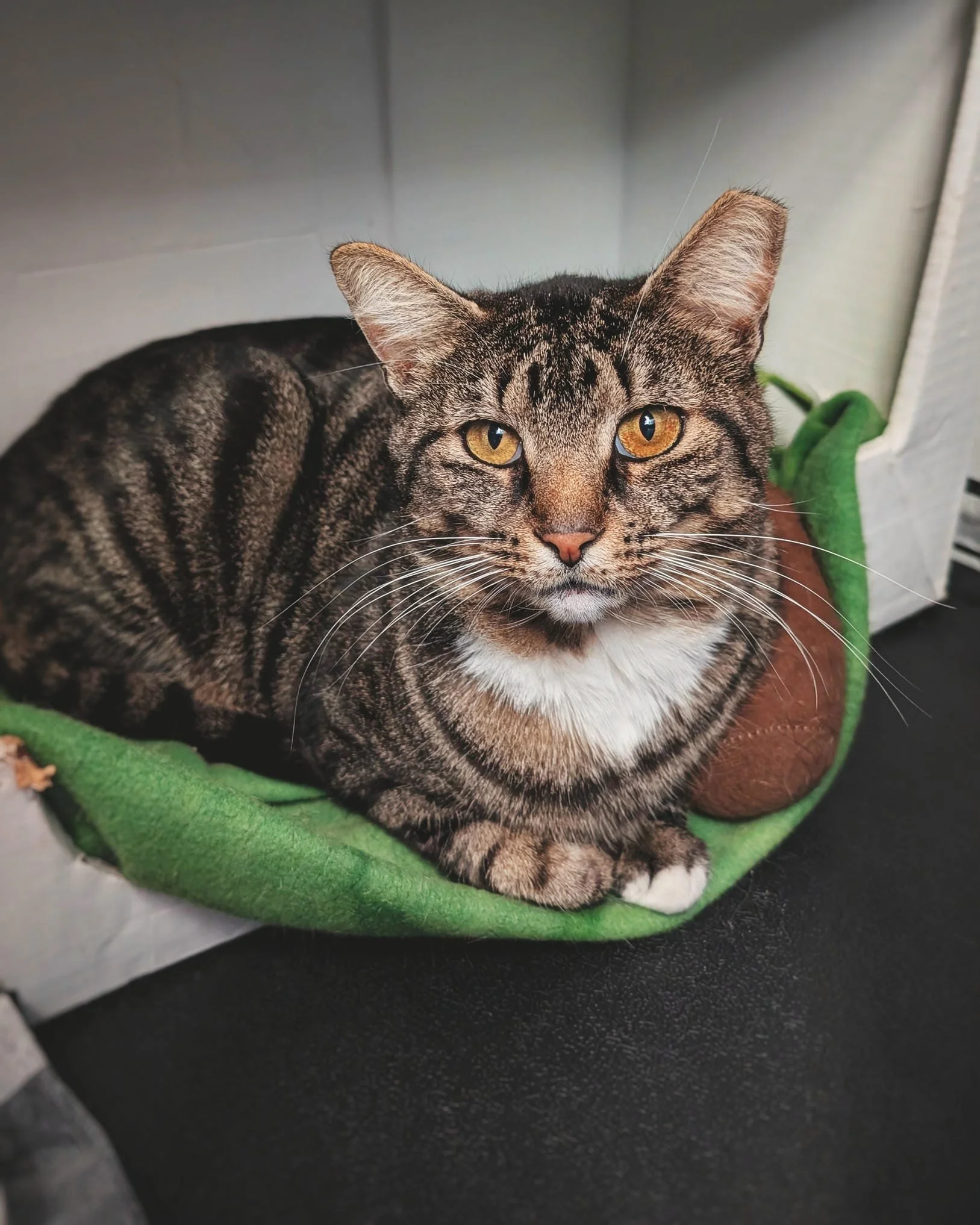 Hotel Bravo - Rosalita2.jpg