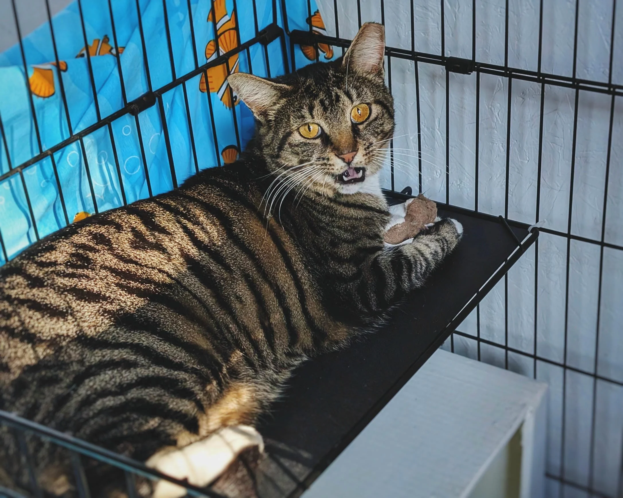 Hotel Bravo - Rosalita4.jpg