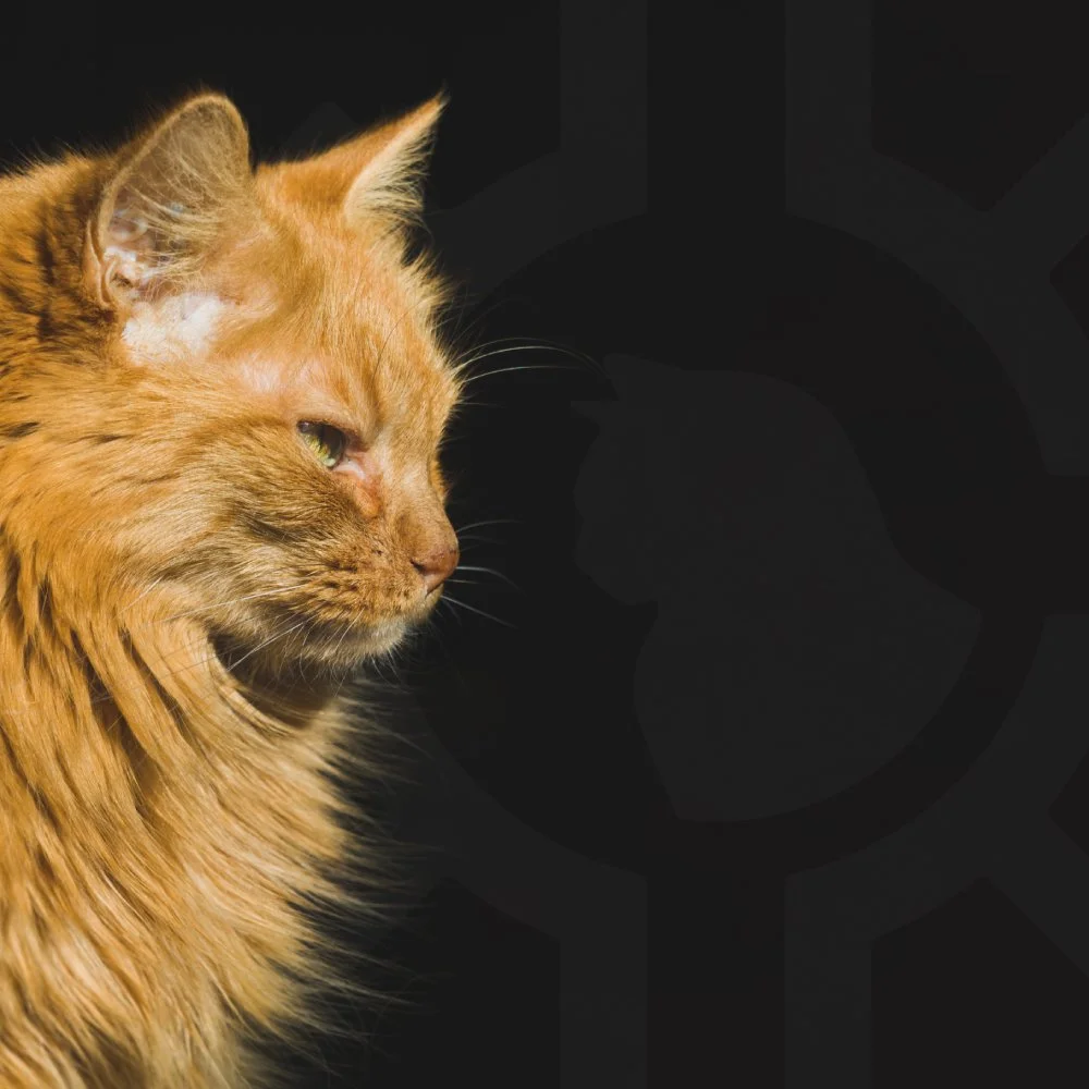 🎉💥 Happy New Year!! 💥 🎉

In honor of the New Year, we&rsquo;ve put together an in-depth look at some of our newest residents, updates on their progress, and a look back at some of 2025&rsquo;s highlights. It&rsquo;s too much info for a traditiona