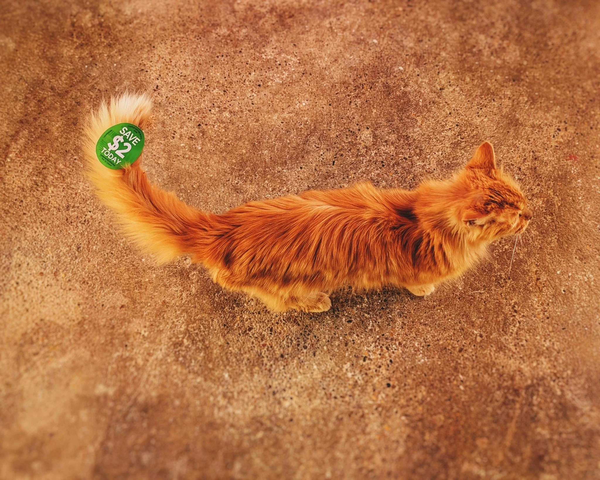 No, he&rsquo;s not for sale! 😹😁

So, we received some litter that had these coupon stickers on them, so we peeled them off and stuck them to our desk for future use. Mr. Grant somehow managed to get one stuck to himself and was happily parading aro