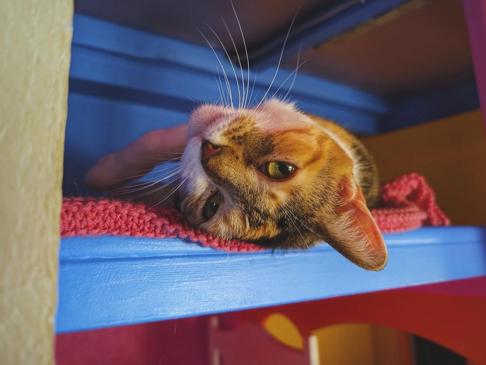 Caturday Vibes (and inverted salutations) brought to you by Ember Artemus 🙃😸❤

#CaturdayVibes #EmberArtemus #WorkingCat #HotelBravo #HotelBravoSanctuary #ForTheBrave