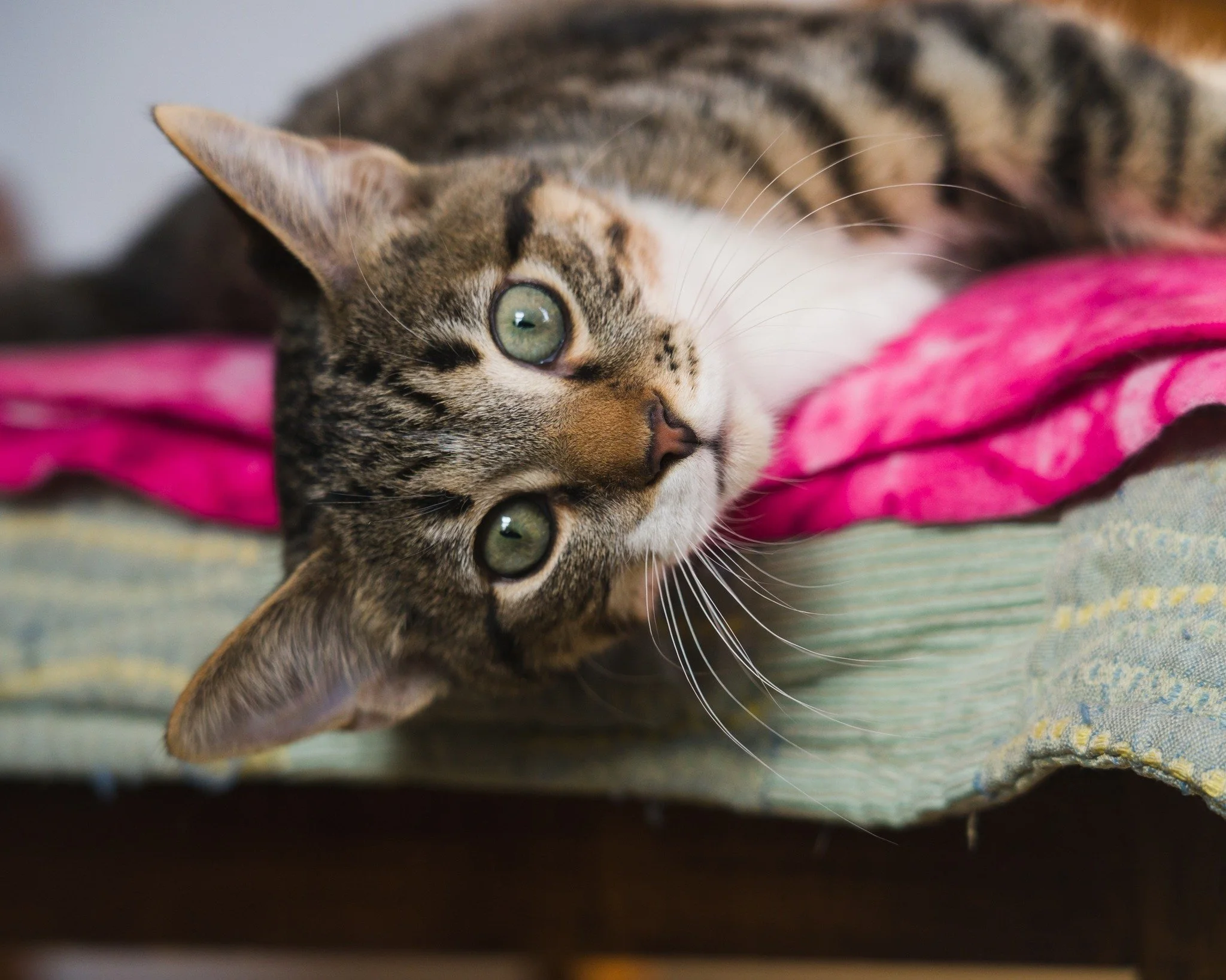 Mr. Tuna has been doing excellent since his arrival last week. He&rsquo;s still on kennel rest, but he&rsquo;s done amazing at coping with it, especially for his young age. He hasn&rsquo;t been showing outward signs of pain (he&rsquo;s been taking hi