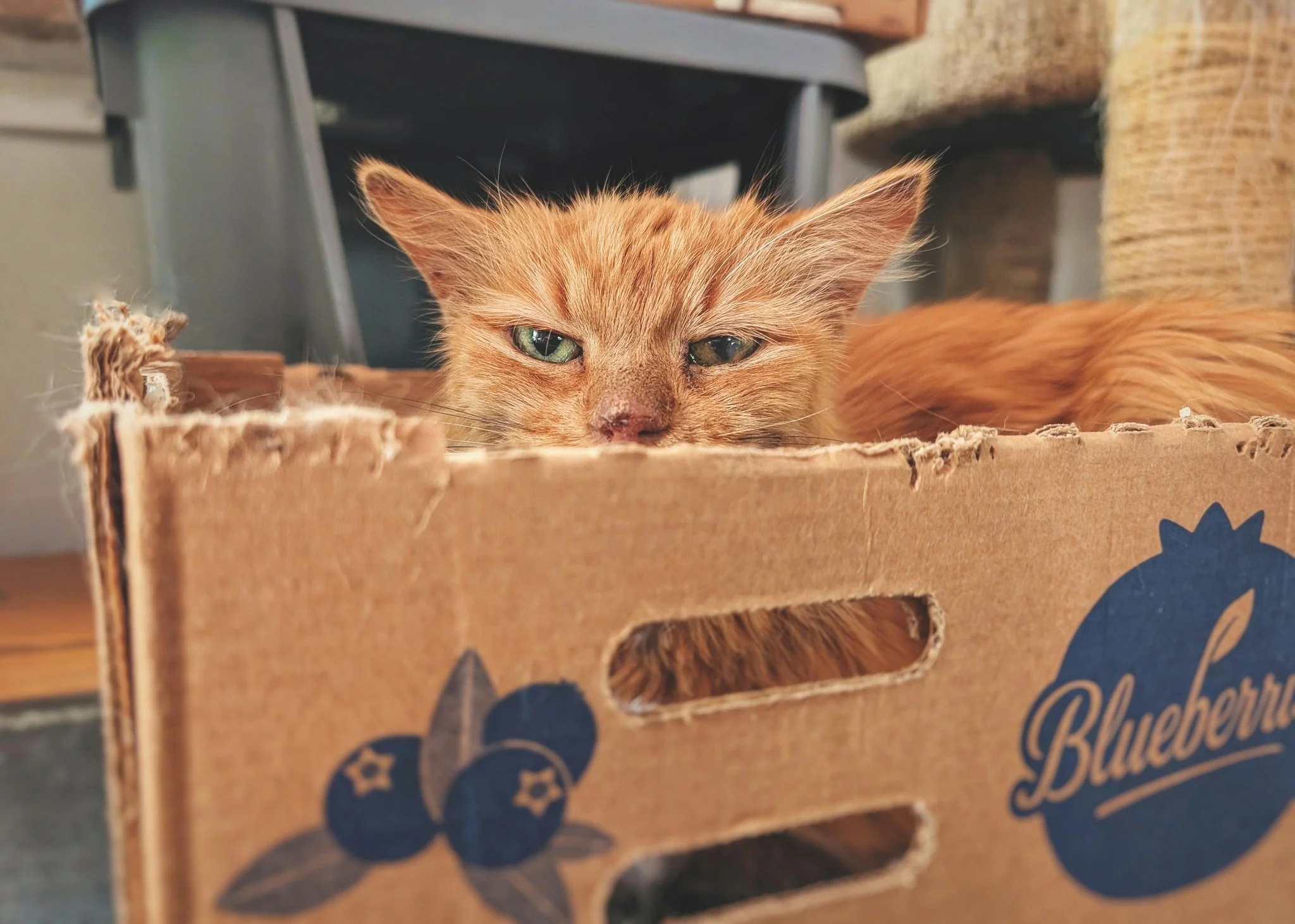The smoldering gaze complimented by a bounty of ginger floof would indicate that this guy is The Chief. Only a tried and true, salty supervisor could communicate such judgement so deeply and effectively with a single glance.  We love you Mr. Grant! ?