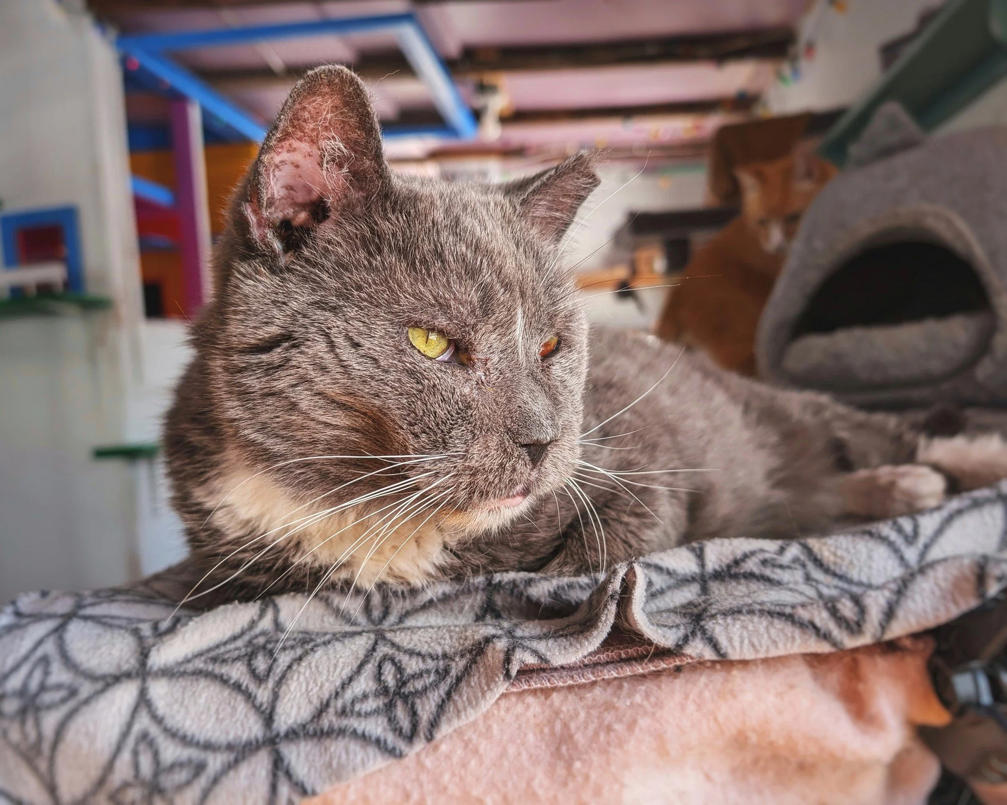 When it comes to bird watching, Bootemius takes his job very seriously. You can almost hear his thoughts! 🐦😻

#MrBoots #BootemiusBear #RetiredCommunityCat #WorkingCat #HotelBravo #HotelBravoSanctuary #ForTheBrave #TeamCat