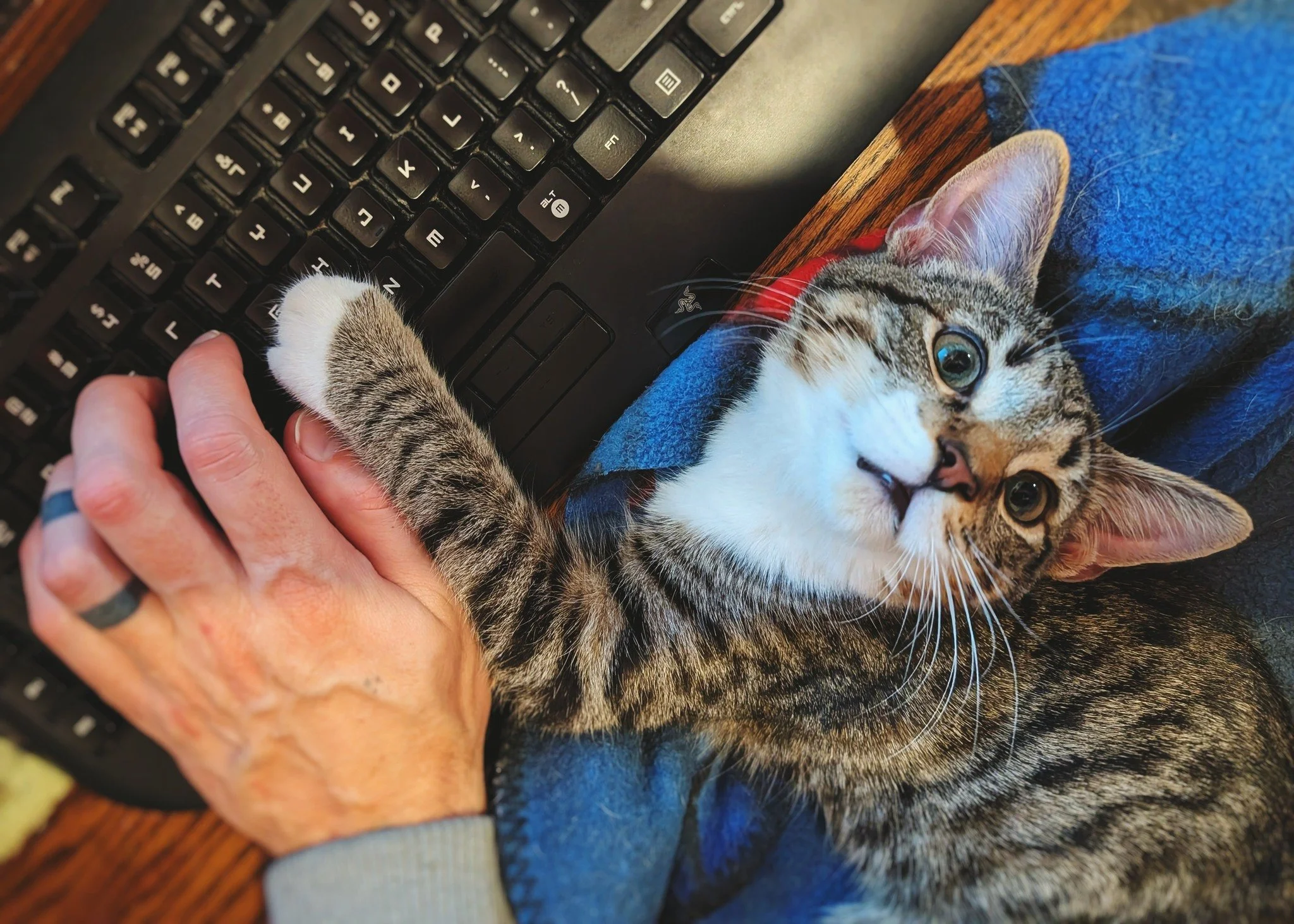 Who&rsquo;s the best late night Tuna Fish Helper?! 😁🤝😸

Mr. Tuna loves his late night lap time, and it&rsquo;s not uncommon for him to want to help out with some of the typing while he&rsquo;s there. Thank you, young sir! 😍😻

#TunaTheCat #Caturd
