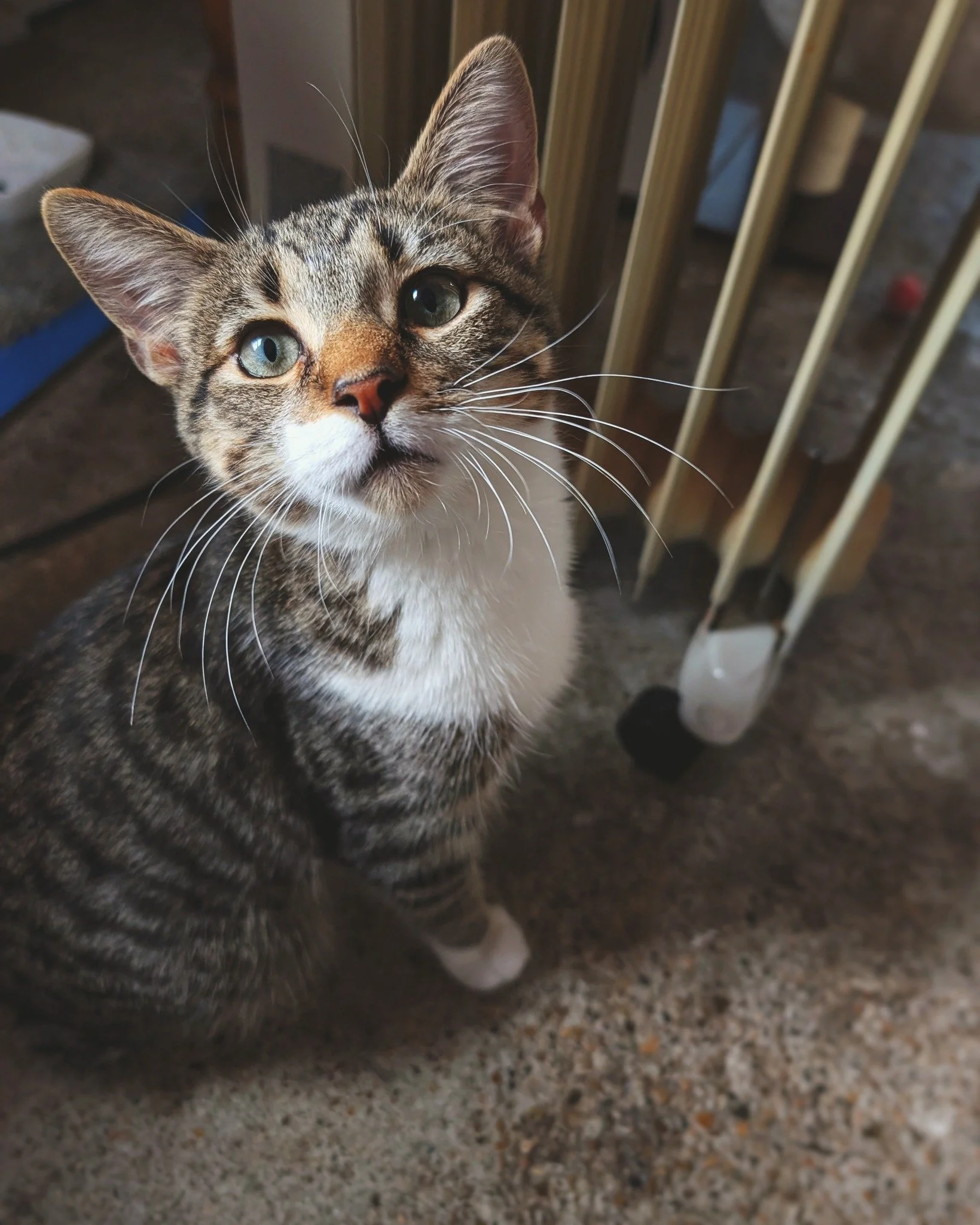 Just a few weeks ago, this young man was only a few hours away from his euthanasia deadline. Tuna Fish had been shelter-surrendered with multiple compound fractures of his hip bones, and if not for human diligence and persistent compassion, his light