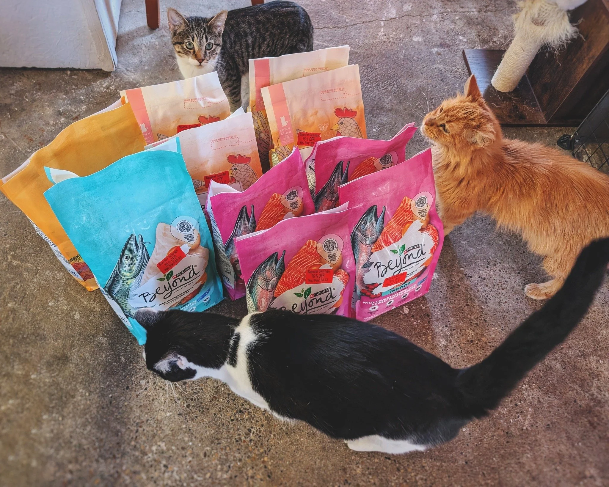 Earlier this week, we received an amazing donation of food. When we brought the bags inside to show Mr. Grant and his crew, they quickly began inspecting and choosing their favorite flavors. 😻 We&rsquo;d like to give a big Thank You to Randy, who we