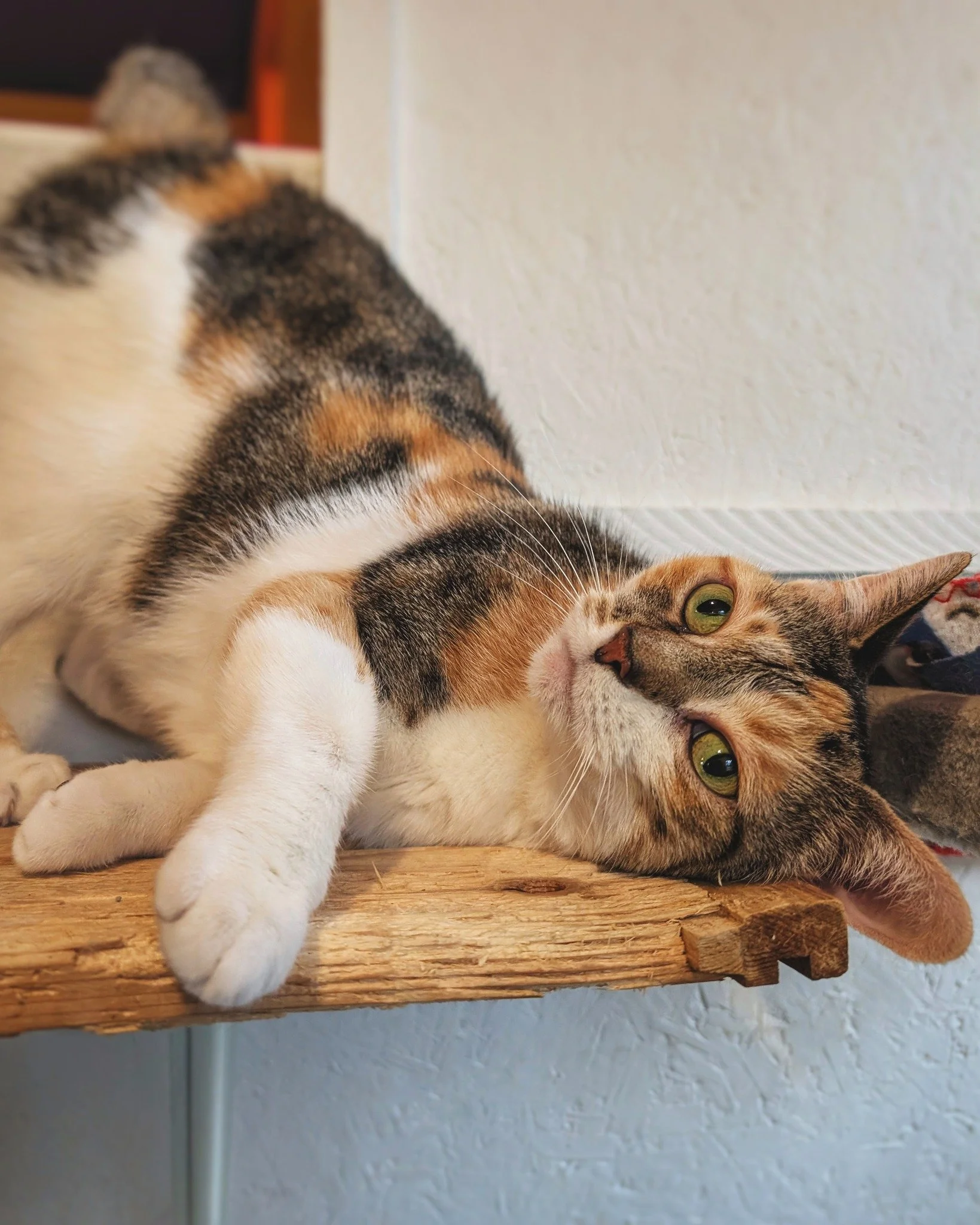 Classic, semi-inverted salutations brought to you by our quirky calico girl on a fine Caturday afternoon. 🙃😸

(Ember&rsquo;s also showing off her favorite scratching spot! 💪❤)

#CaturdayVibes #EmberArtemus #WorkingCat #HotelBravo #HotelBravoSanctu