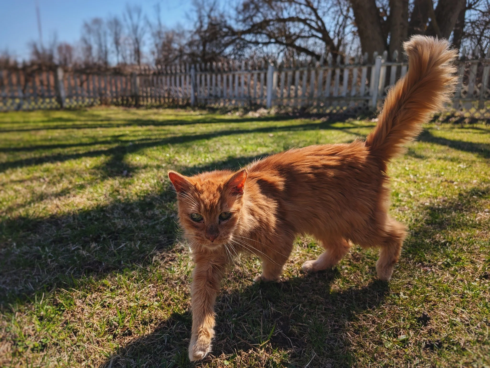 Mr. Grant&rsquo;s been enjoying the warmer weather, so that he can do a proper survey of the grounds during our daily routine. There&rsquo;s nothing more majestic than seeing his fiery ginger floof caught upon the breeze. 🔥🐦&zwj;🔥🐾❤

#MrGrant #Th