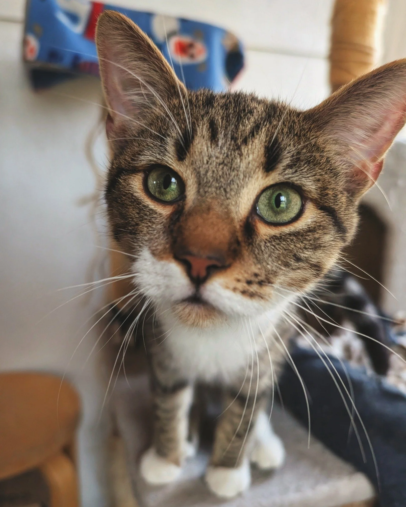 Mr. Tuna Fish has been progressing through Eddie and Kernel&rsquo;s training program with flying colors. Level 1 Combatives training is currently underway and wrapping up. Level 1 tactics typically include, but are not limited to:  engaging and disen