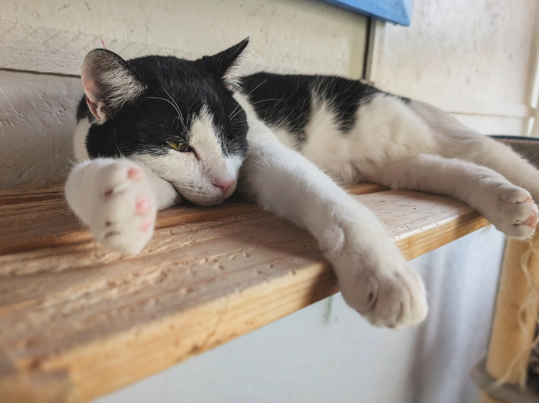 Eddie&rsquo;s been working overtime with Mr. Tuna Fish&rsquo;s training and rehab. But even while taking a nap, he still manages to keep an eye on things. It&rsquo;s near impossible to sneak up on this guy for a nap photo. 😹😁

#FastEddie #Different