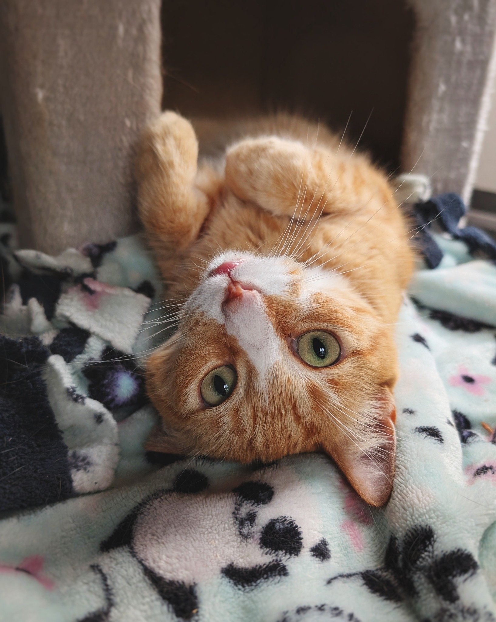 Pufferfish says it&rsquo;s gonna be that kind of day&hellip; 🙃😸

#PrincessPufferfish #WorkingCat #RetiredCommunityCat #HotelBravo #HotelBravoSanctuary #ForTheBrave #TeamCat