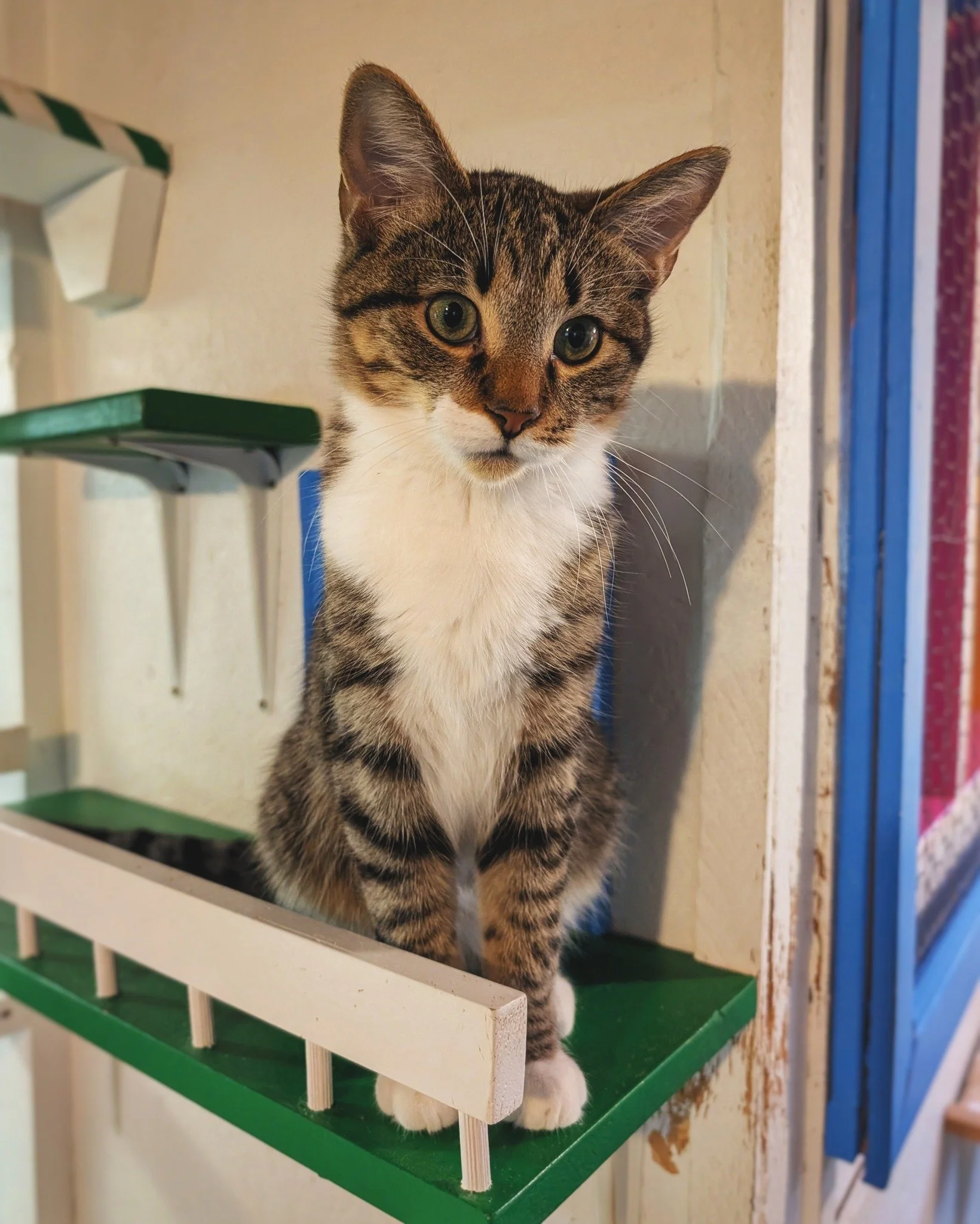 Caturday Vibes comin&rsquo; your way, courtesy of Mr. Tuna Fish! ❤😸
 

#TunaTheCat #HotelBravo #HotelBravoSanctuary #ForTheBrave #TeamCat