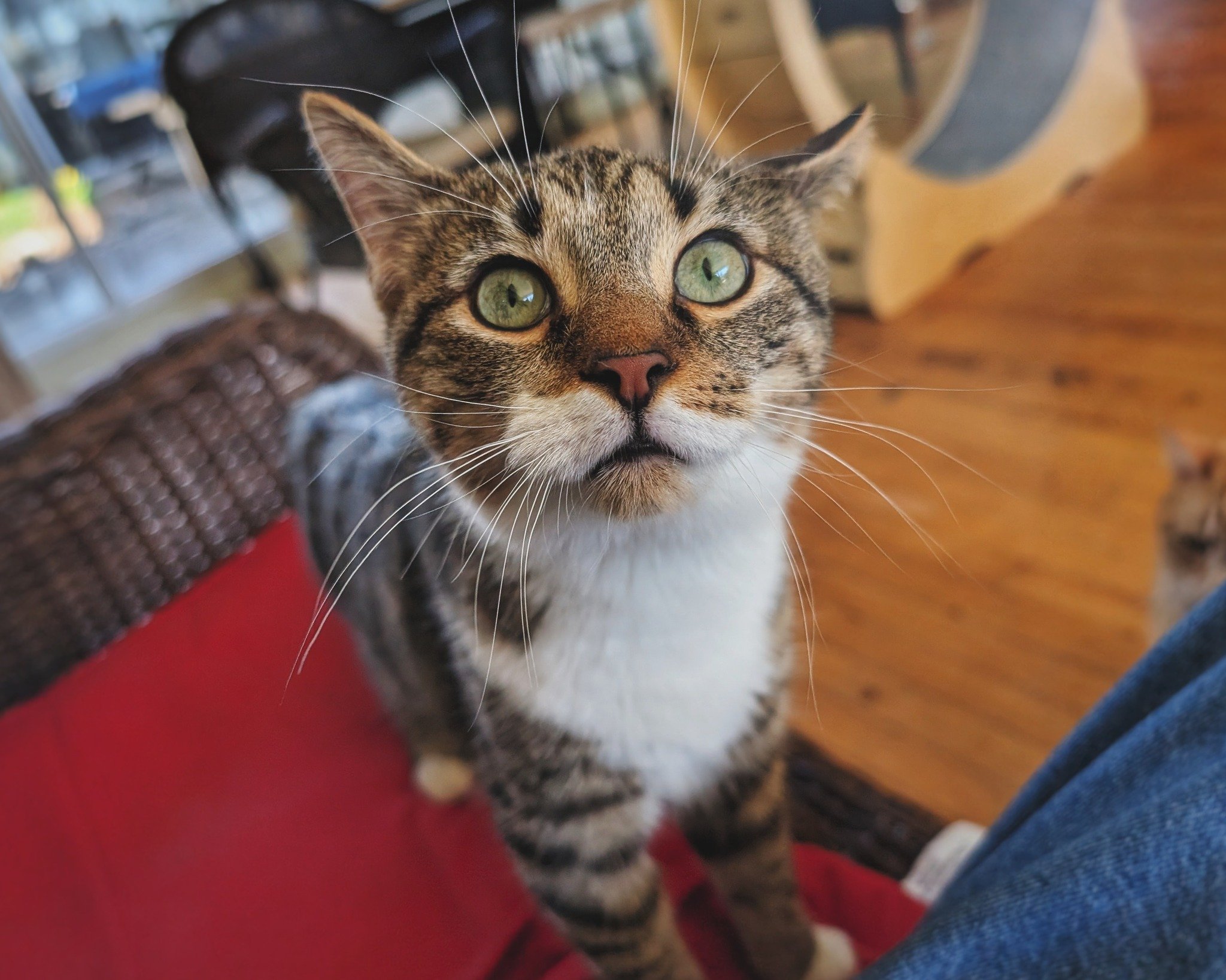 Mr. Tuna Fish graduated from Fast Eddie&rsquo;s rehab program this week. And thanks to our partnership with Indy Neighborhood Cats, he&rsquo;s currently at Nine Lives Caf&eacute; &amp; Cat Lounge where he&rsquo;s going to be adopted in quick fashion.