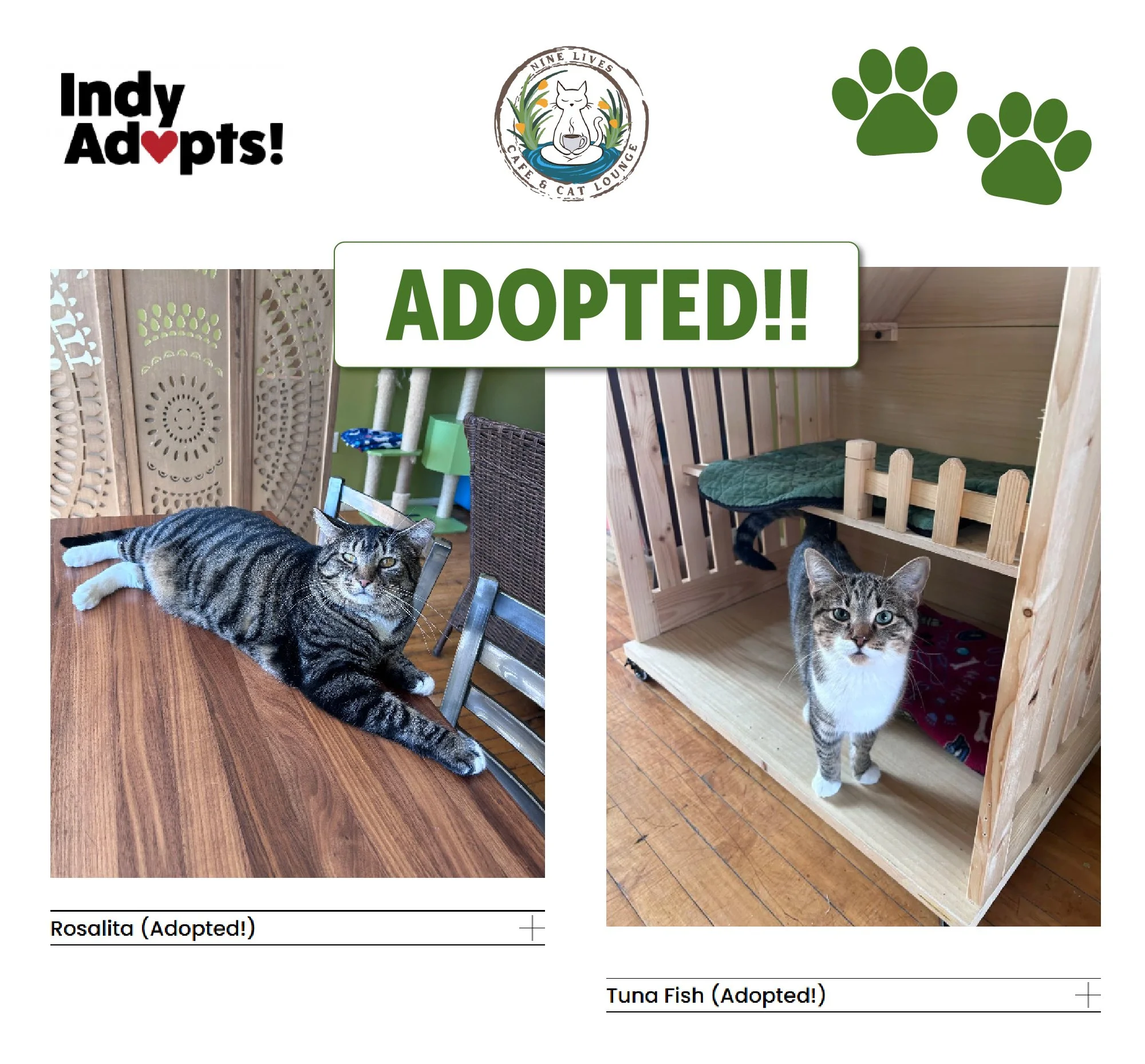 Look who got adopted from Nine Lives Cat Cafe!!! Yeah!!! 💥🎉💪❤
Thank you to Nine Lives Caf&eacute; &amp; Cat Lounge and IndyAdopts Foundation for finding homes for these two perfect souls! Happy tails to Mr. Tuna Fish and Lady Rosalita! We wish you