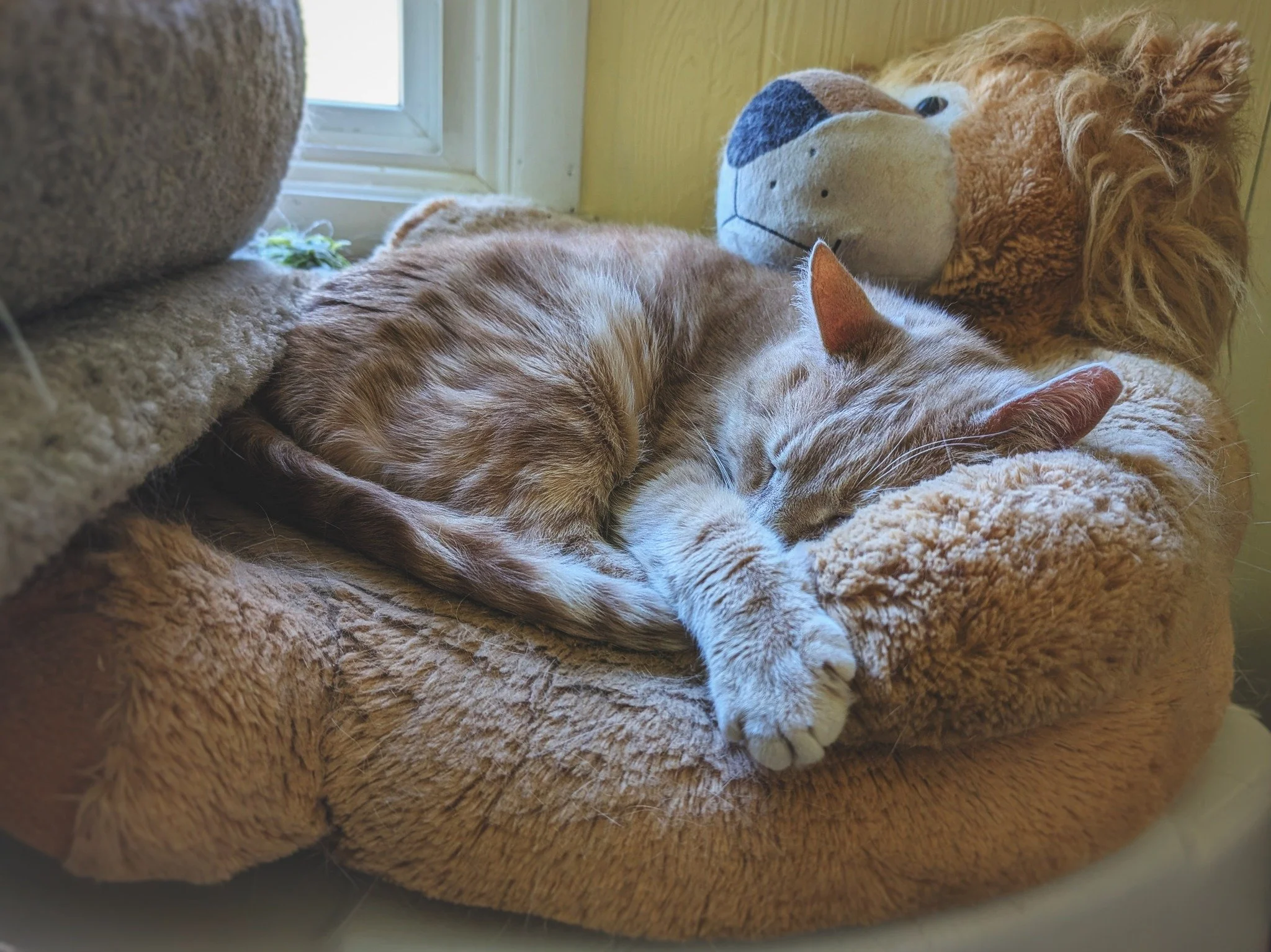 Mr. Snicky B. Bopperson, livin' the dream! 😺

#HotelBravoAlumni #SnickyBebop #RetiredCommunityCat #HotelBravo #HotelBravoSanctuary #ForTheBrave #TeamCat