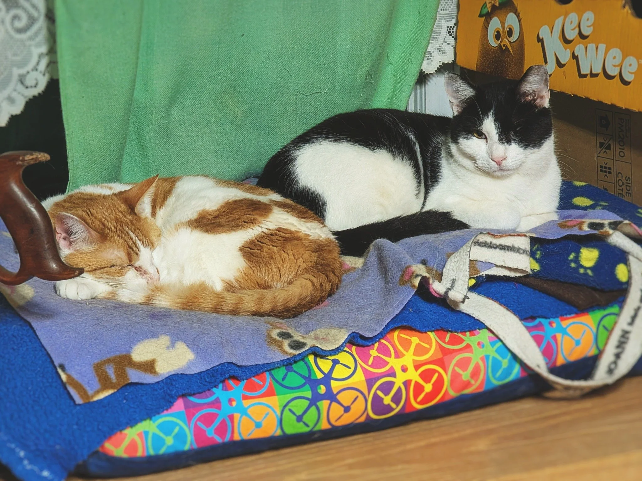✨ Early morning magical moments ✨

0115 HRS: post-zoomie cuddle puddle 😸❤😺

#KernelCat #FastEddie #DifferentlyAbled #WorkingCat #RetiredCommunityCat #HotelBravo #HotelBravoSanctuary #ForTheBrave #TeamCat