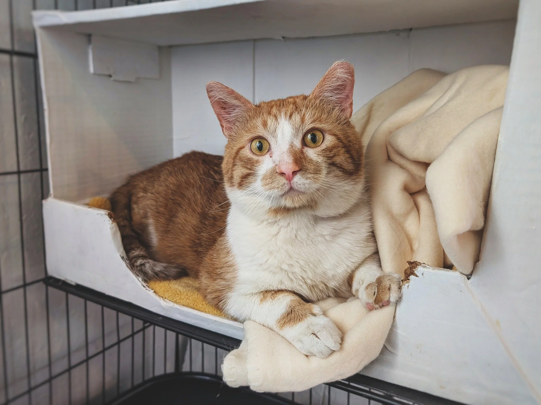 Max arrived this afternoon and is settling in nicely. He&rsquo;s temporarily in a cat condo, so that everyone can adjust and integrate without catastrophe. But, based on the crew&rsquo;s reaction thus far, we expect that he&rsquo;ll be out exploring 