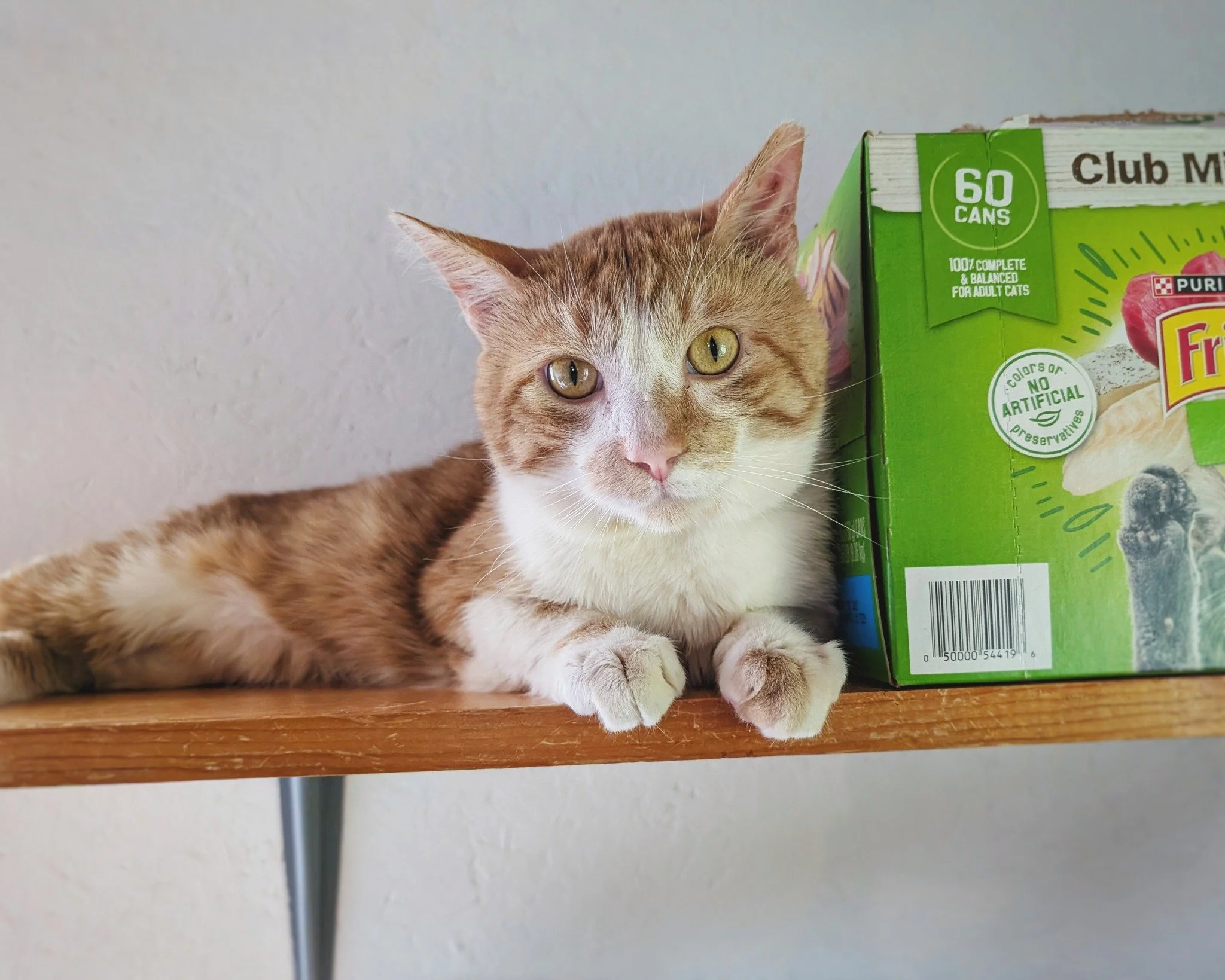 Having done some initial exploration last night and having had a big breakfast, Max was ready to find the best spots today. Spots for napping. Spots for scratching. Spots for snacking. And even spots to avoid (he learned very quickly not to approach 