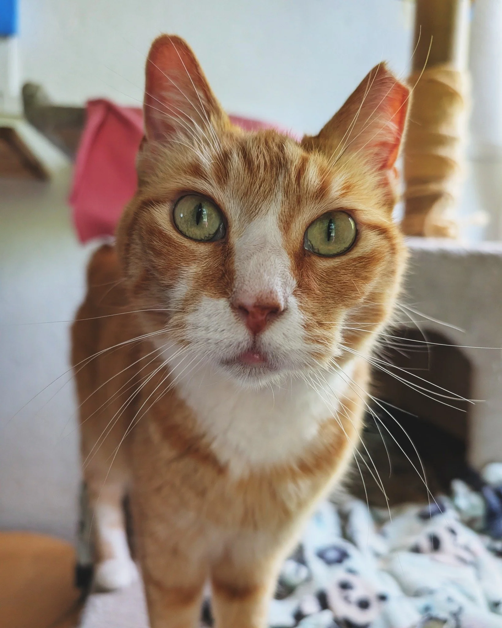 Princess Pufferfish on a fine Caturday afternoon 🤩❤😸

#PrincessPufferfish #CaturdayVibes #WorkingCat #RetiredCommunityCat #HotelBravo #HotelBravoSanctuary #ForTheBrave #TeamCat