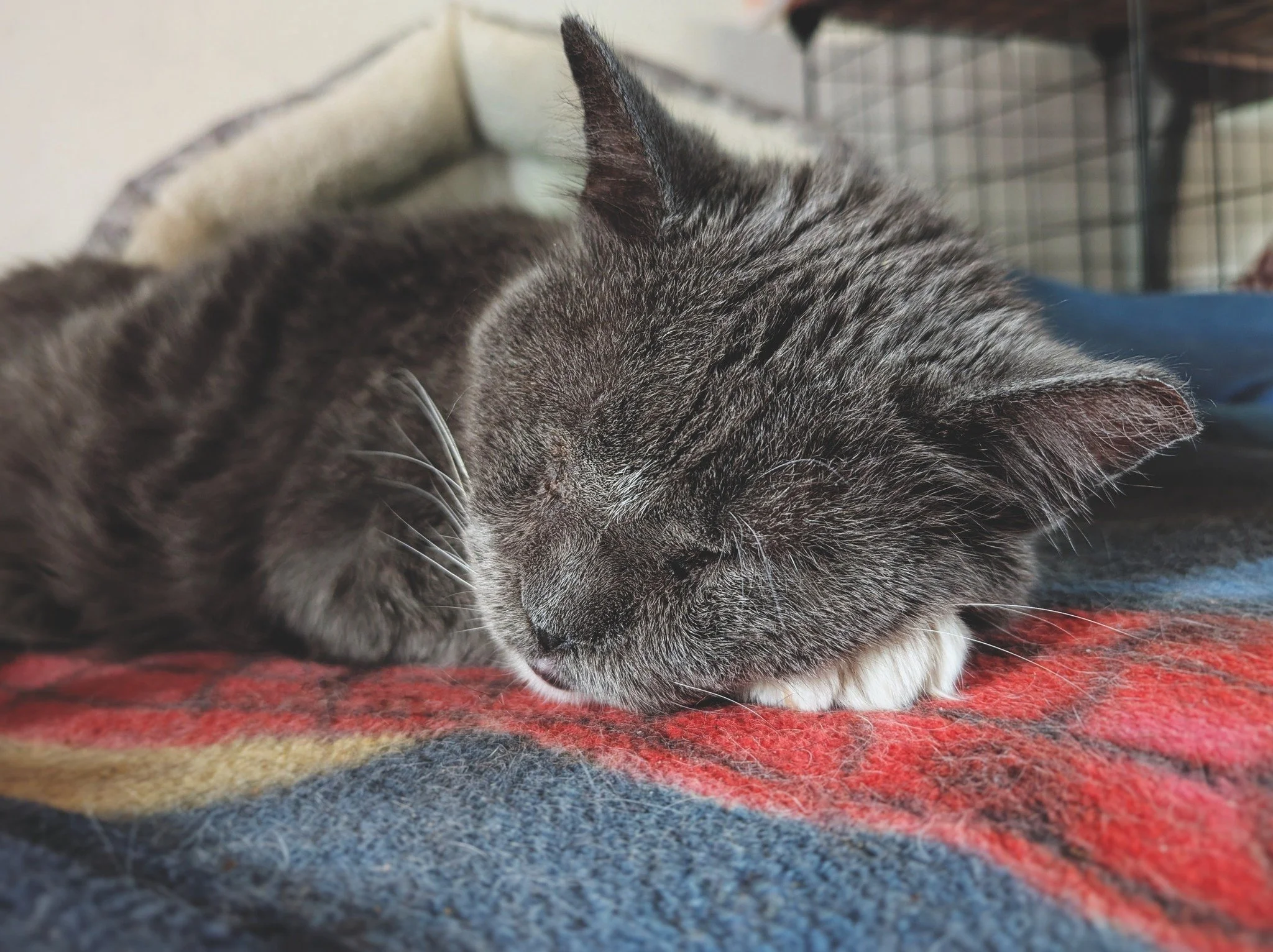 Bootemius, blazing through Caturday in style. 🔥😸

#MrBoots #BootemiusBear #CaturdayVibes #RetiredCommunityCat #WorkingCat #HotelBravo #HotelBravoSanctuary #ForTheBrave #TeamCat