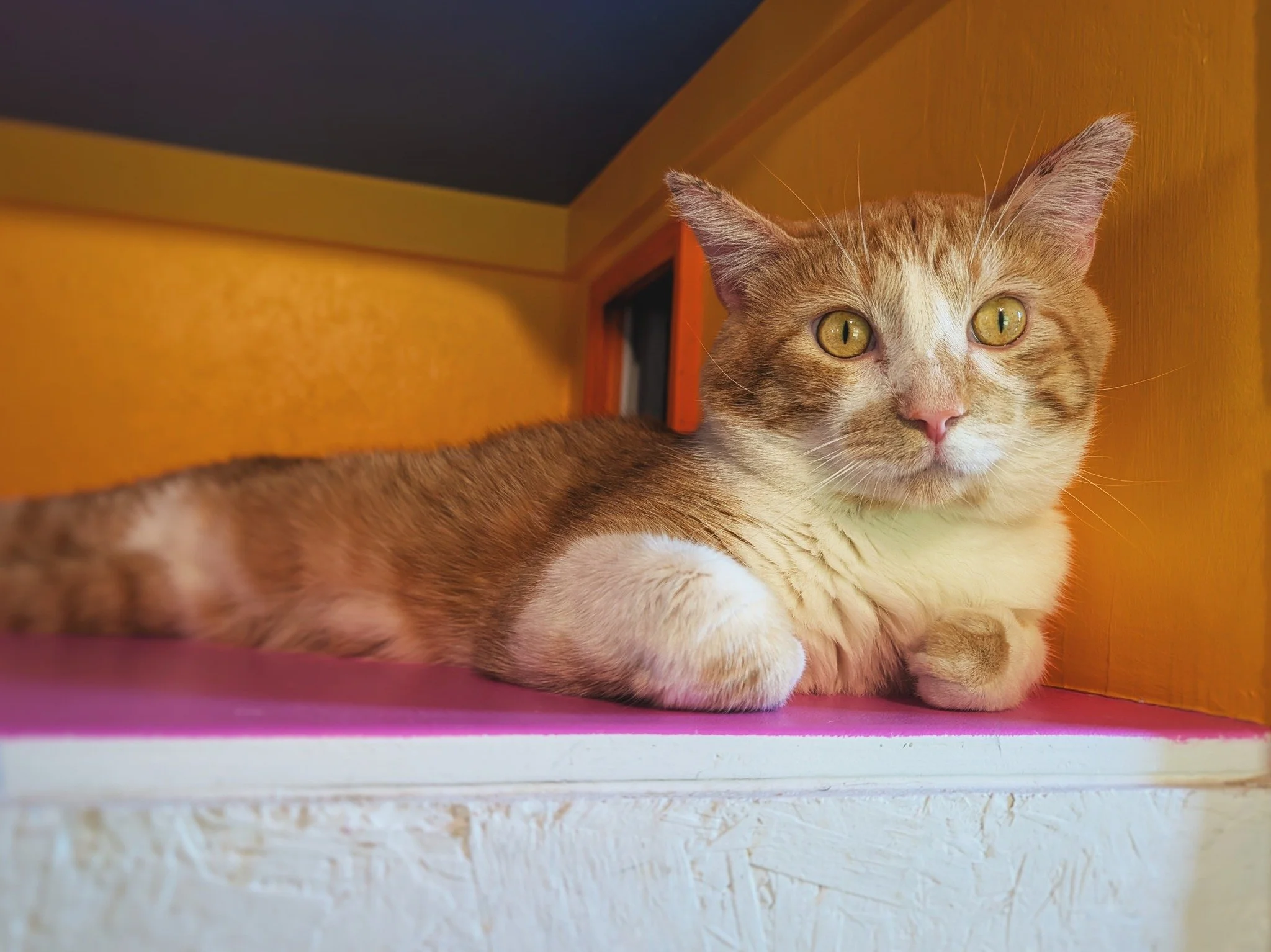 We got some great news back from the vet!! 📣💥😻

After getting some more lab work done and another biopsy, we&rsquo;re stoked to announce that Mr. Max does NOT have lymphoma! We&rsquo;re all so relieved! However, we did find out that he is FIV+. Hi