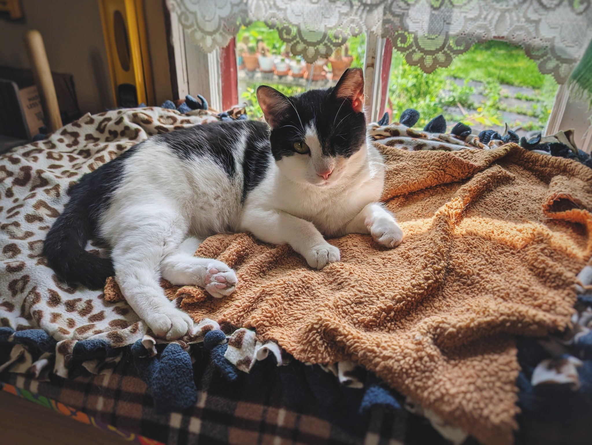Even our hardest working fella needs a break every once in a while. This is Eddie&rsquo;s perfect, quiet spot where he goes to chill whenever his supervisory skills aren&rsquo;t actively required. 🌞😺

#FastEddie #DifferentlyAbled #WorkingCat #Retir