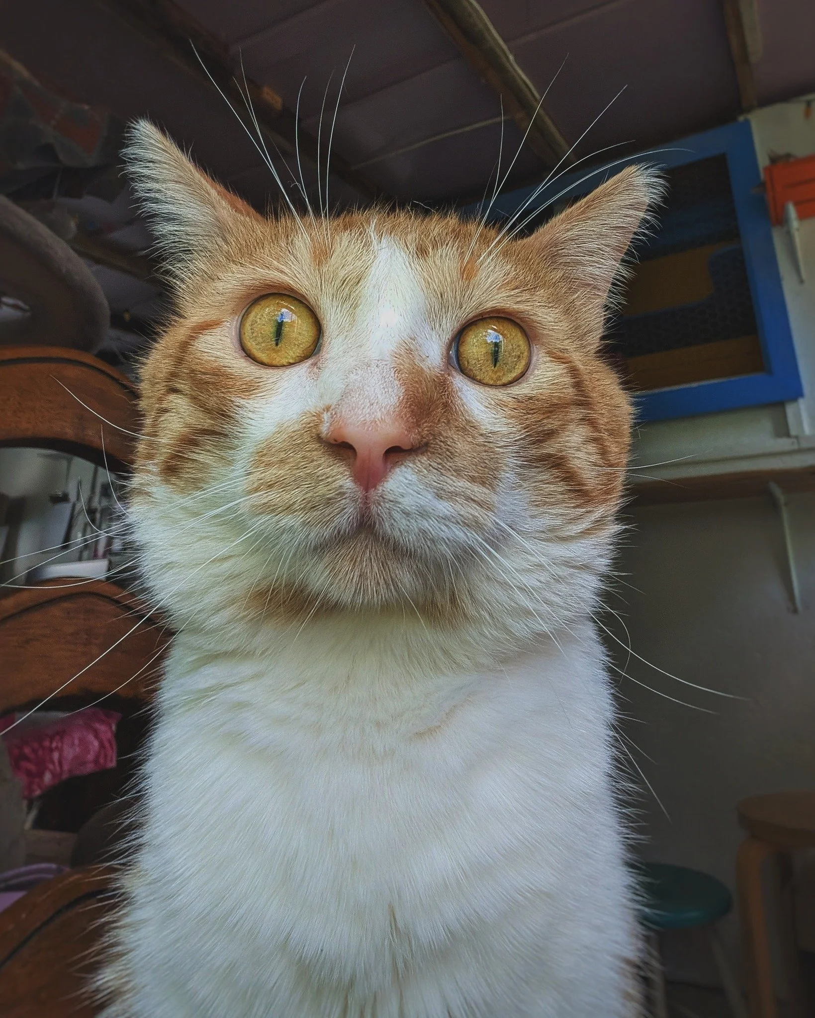 Max&rsquo;s birdwatching selfie&hellip; 🐦😻❗️

#TheBigRedOne #MrMax #HotelBravo #HotelBravoSanctuary #ForTheBrave #TeamCat