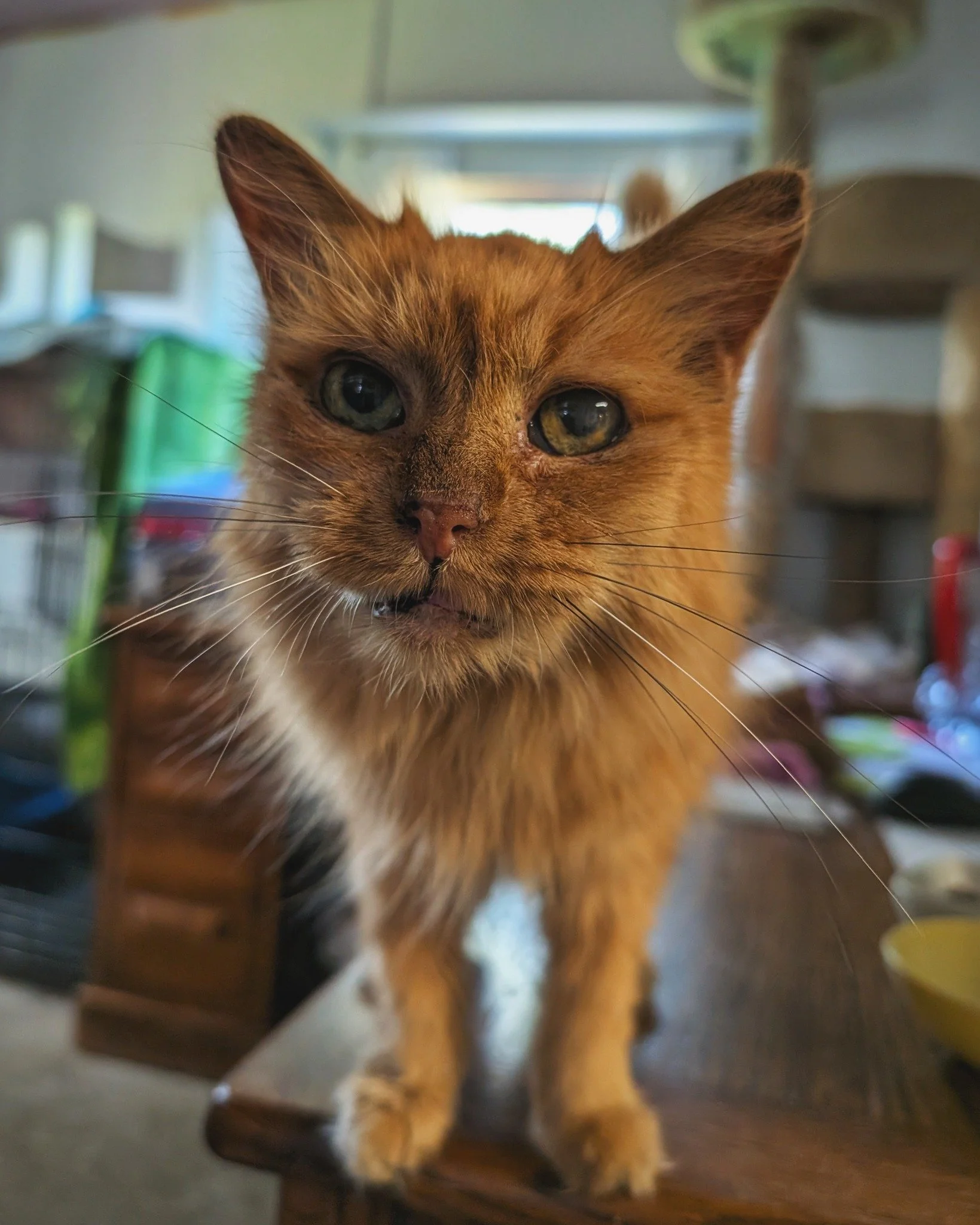 Happy Caturday from Hotel Bravo Actual - The Chief of Squeaks! 💪❤️

#MrGrant #TheNightWatchman #WorkingCat #HotelBravo #HotelBravoSanctuary #ForTheBrave #TeamCat