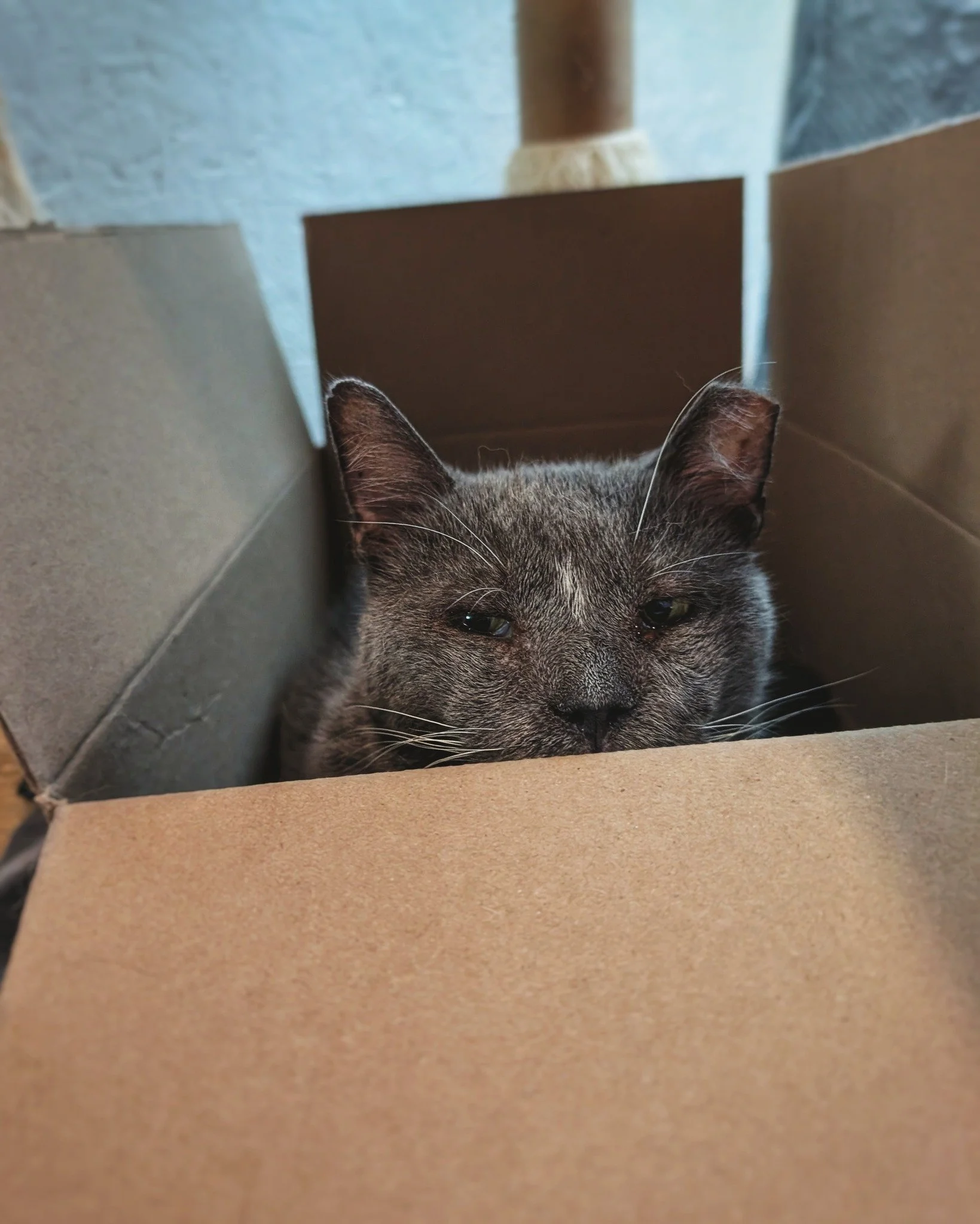Look at those peepers! 👀❤
Mr. Boots is getting back to feeling like himself while recovering from the effects of his ear polyp (removed). He&rsquo;s had a big appetite, and he&rsquo;s been getting lots of solid rest. And, as you can see, he's back t