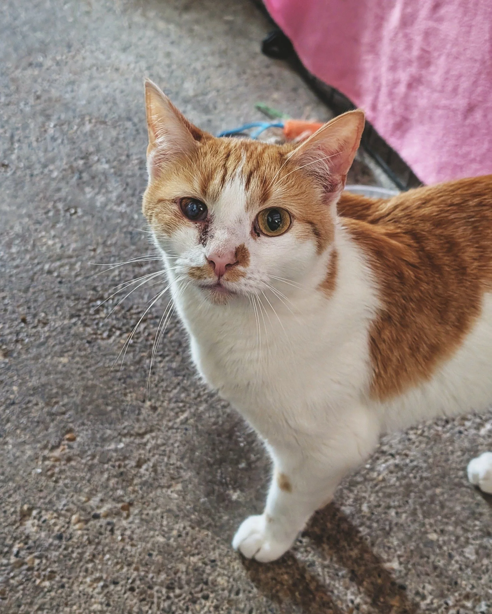 Kernel&rsquo;s Caturday Update 💥😺

We&rsquo;re not only seeing more daytime activities from Mr. Kernel, but his nighttime exploits as Co-Night Watchman have become legendary as well. As you might know, Hotel Bravo occupies an older structure adjace