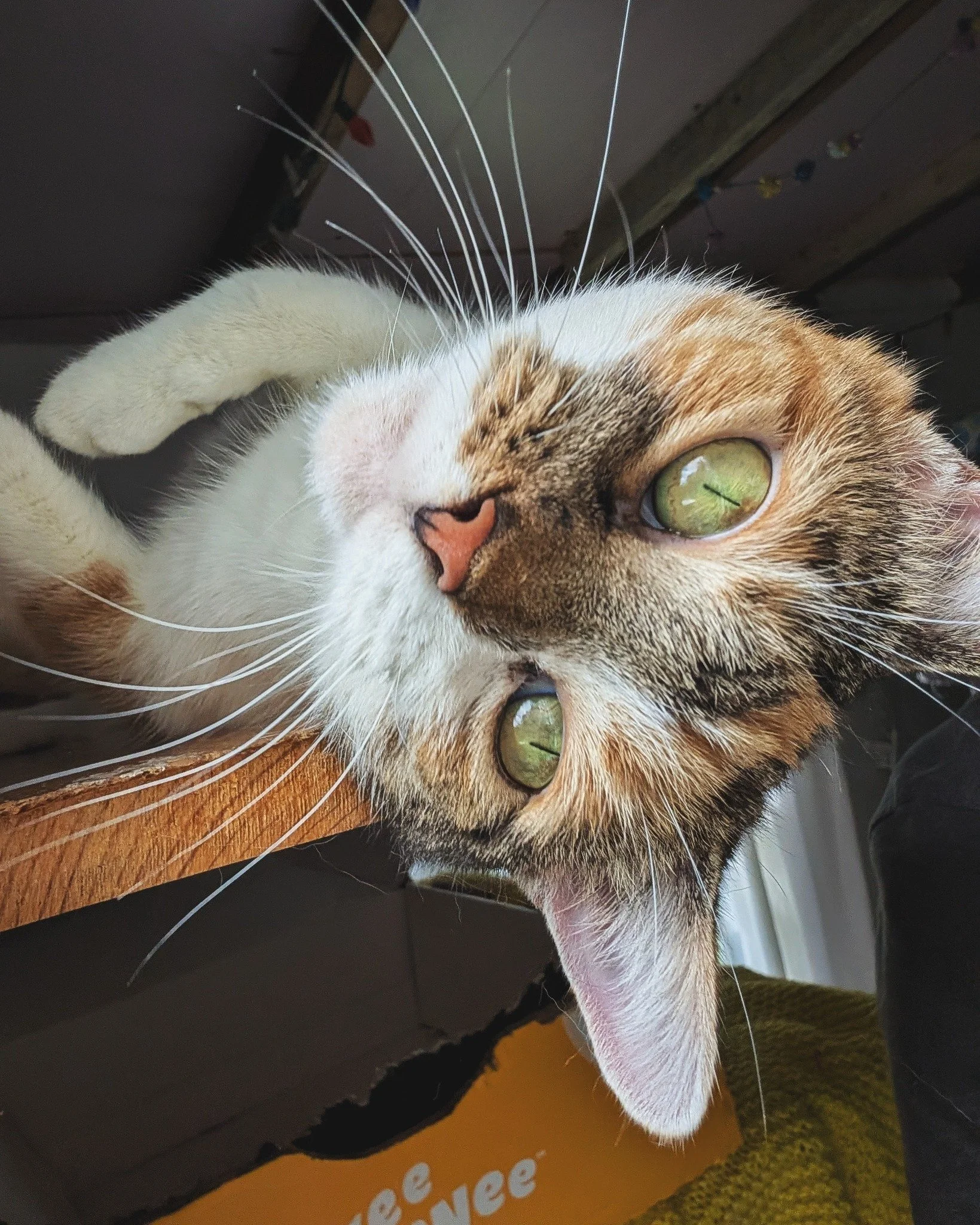Inverted Caturday Salutations from Lady Artemus! If her booty isn&rsquo;t in the air, then it&rsquo;s likely she&rsquo;s up-side, down.🙃❤😸

#CaturdayVibes #EmberArtemus #WorkingCat #HotelBravo #HotelBravoSanctuary #ForTheBrave #TeamCat