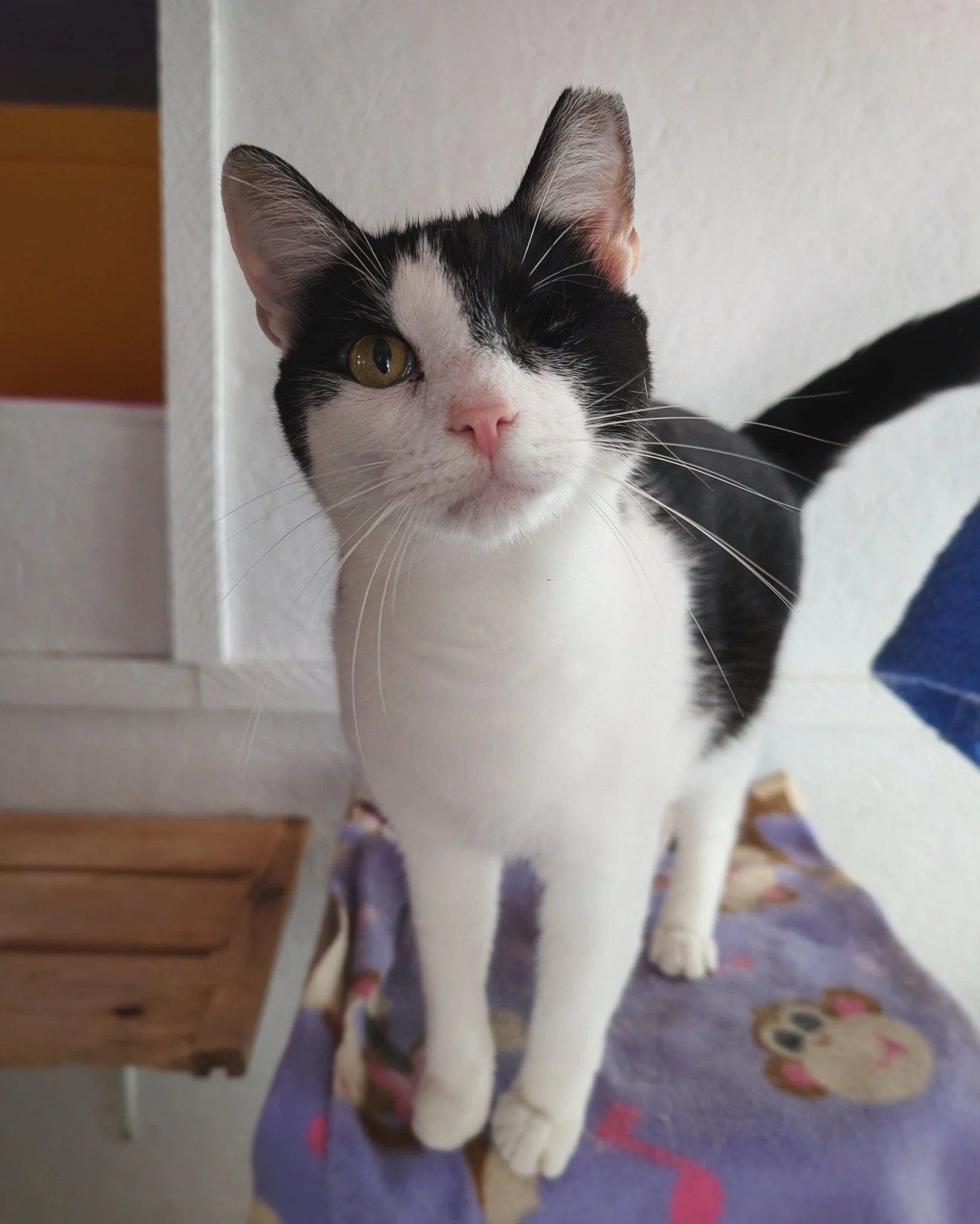 Easily our hardest working resident, Fast Eddie is always ready; if he isn&rsquo;t already on the job. Nothing escapes his watchful eye. 👁️😺

Thanks young fella! And Mr. Grant thanks you too! 💪❤

#FastEddie #DifferentlyAbled #WorkingCat #RetiredCo