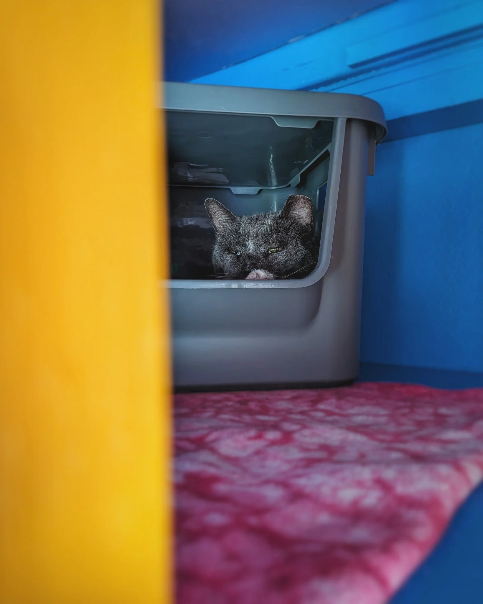 Quiet Caturday reflections, courtesy of Mr. Bootemius. ✨😸

Rather than having a single favorite area of space to occupy, Boots&rsquo; bohemian nature has him nesting all over Hotel Bravo. He has his daytime spots and his nighttime spots, and oddly e