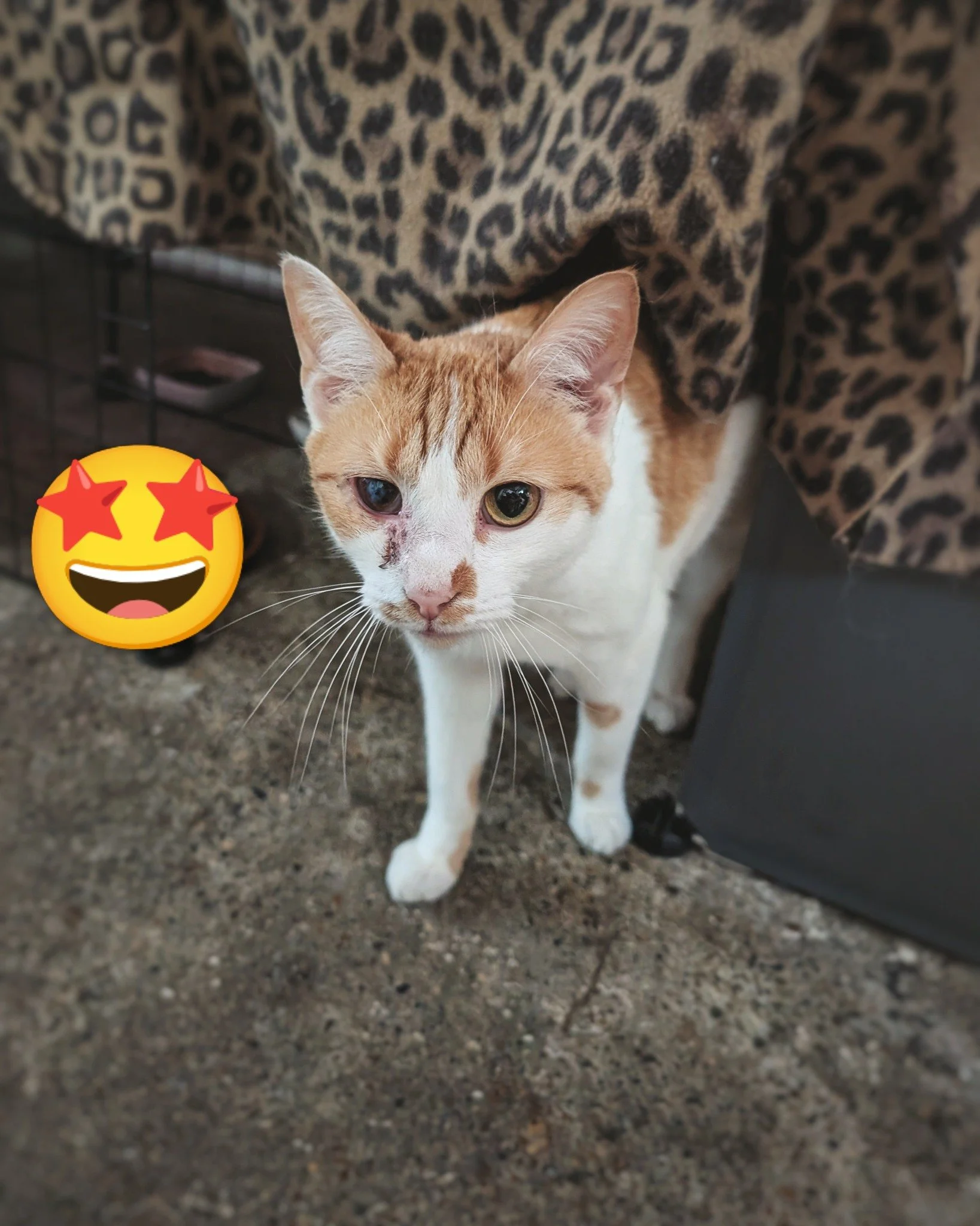 ✨ Noontime magical moments ✨
1215 HRS: Confident Kernel Cat emerges from his den during daylight hours! 💥🥹

We&rsquo;ve noticed some major changes in the Hotel Bravo herd dynamic since Max&rsquo;s passing. One of those changes has been in Kernel&rs