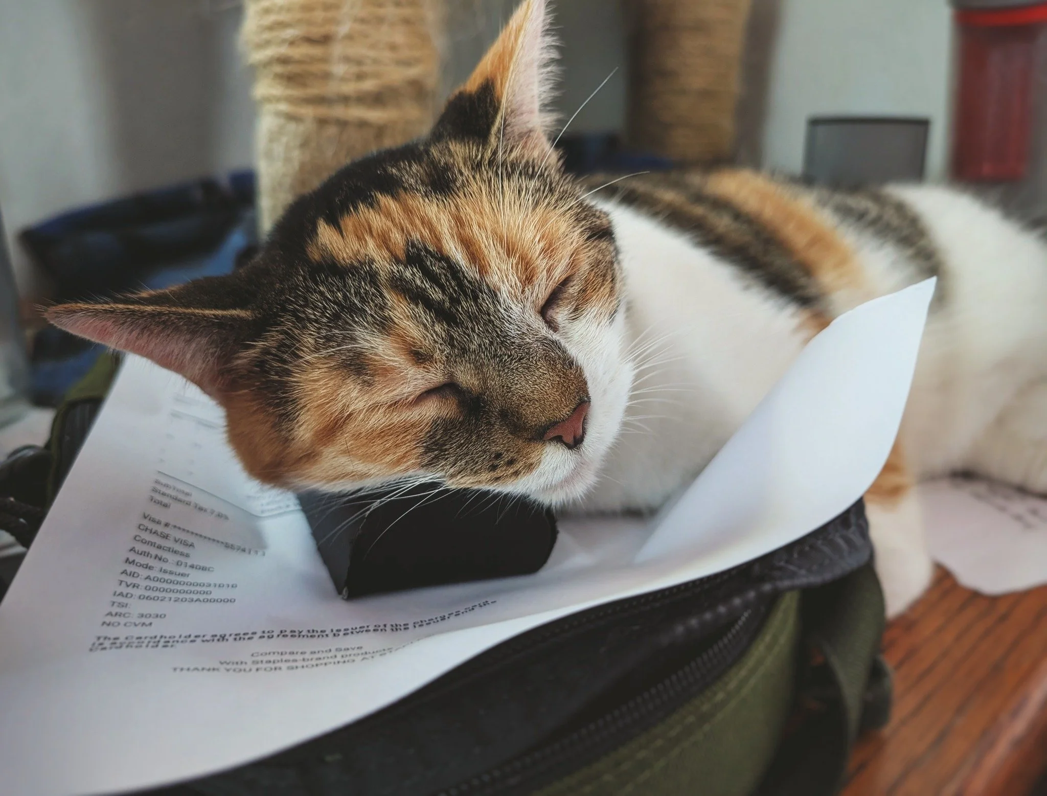 Our Top Admin Assistant can catch the Zzz Monster anytime, anyplace (even if it happens to be hiding in our reading glasses case). 💤😸

#CaturdayVibes #EmberArtemus #WorkingCat #HotelBravo #HotelBravoSanctuary #ForTheBrave #TeamCat