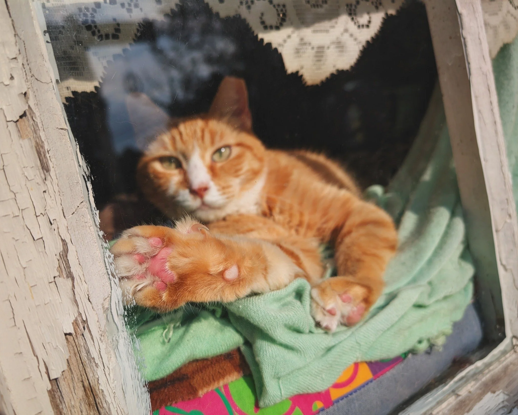 Pufferfish can usually be found occupying one of our window spots, always on the sunny side. 🌞😻

#PrincessPufferfish #CaturdayVibes #WorkingCat #RetiredCommunityCat #HotelBravo #HotelBravoSanctuary #ForTheBrave #TeamCat